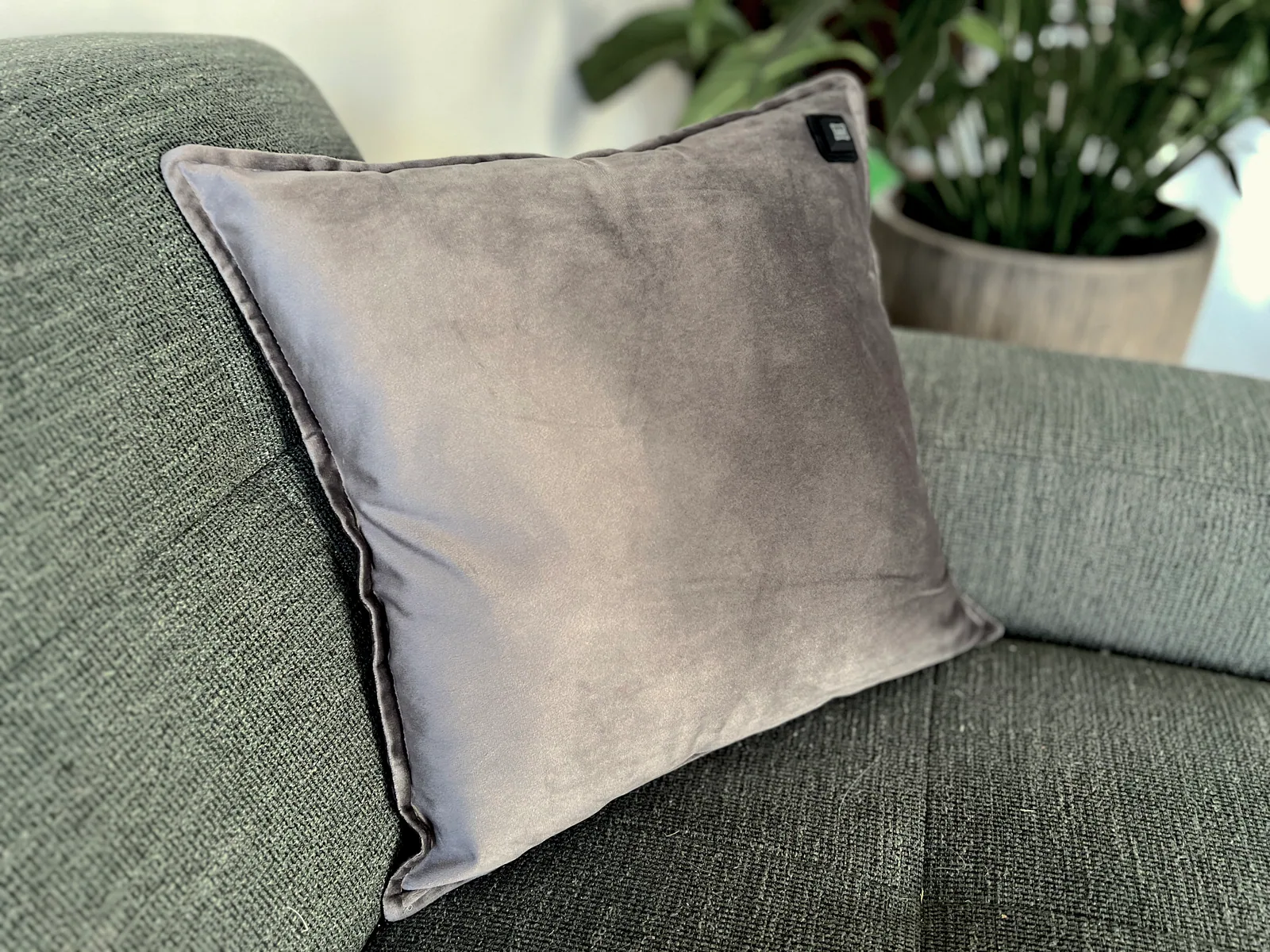 Graues Samtkissen liegt auf einem dunkelgrünen Sofa, eine Pflanze im Hintergrund.