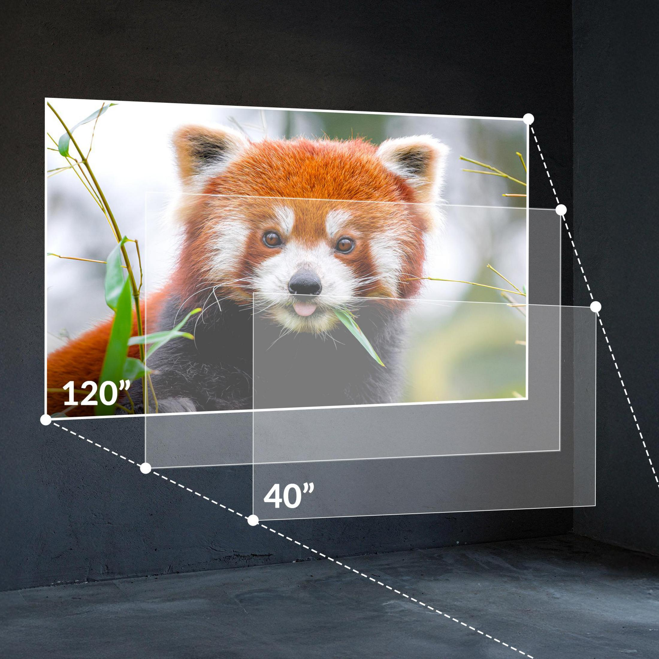 Un panda rosso con la lingua fuori mangia foglie di bambù, con indicatori di dimensione 120" e 40".