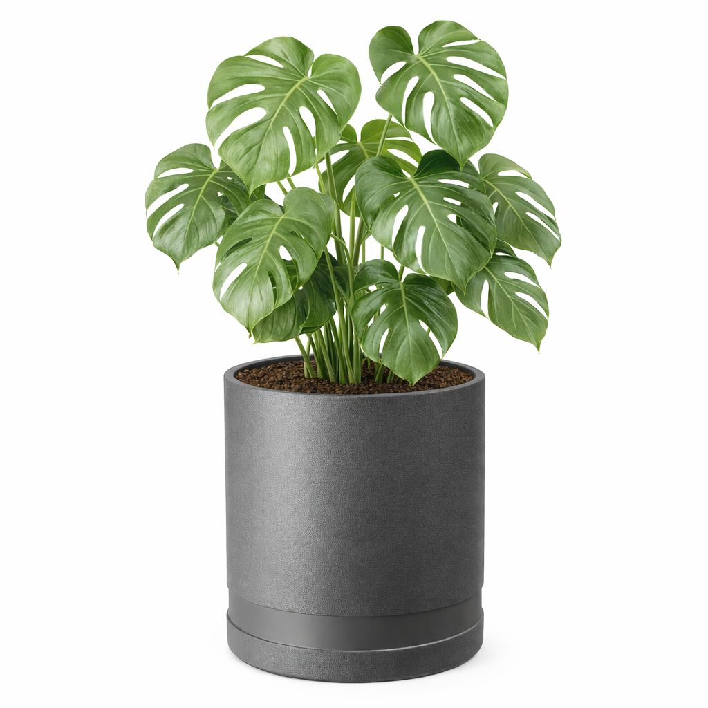 Roślina Monstera z dużymi, dziurawymi zielonymi liśćmi w szarej, cylindrycznej donicy.