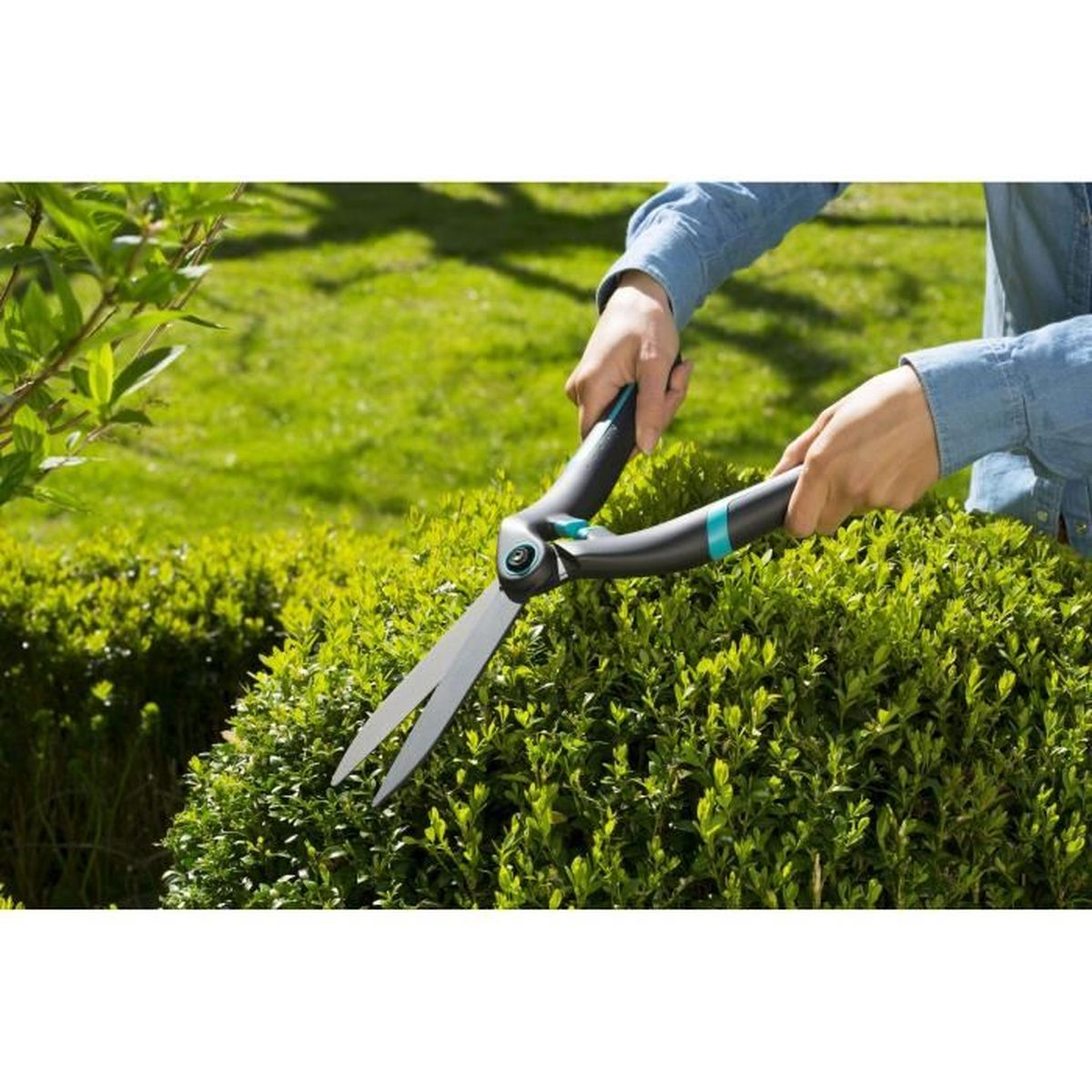 Hände schneiden grüne Hecke mit großer Schere. Sonnengarten.