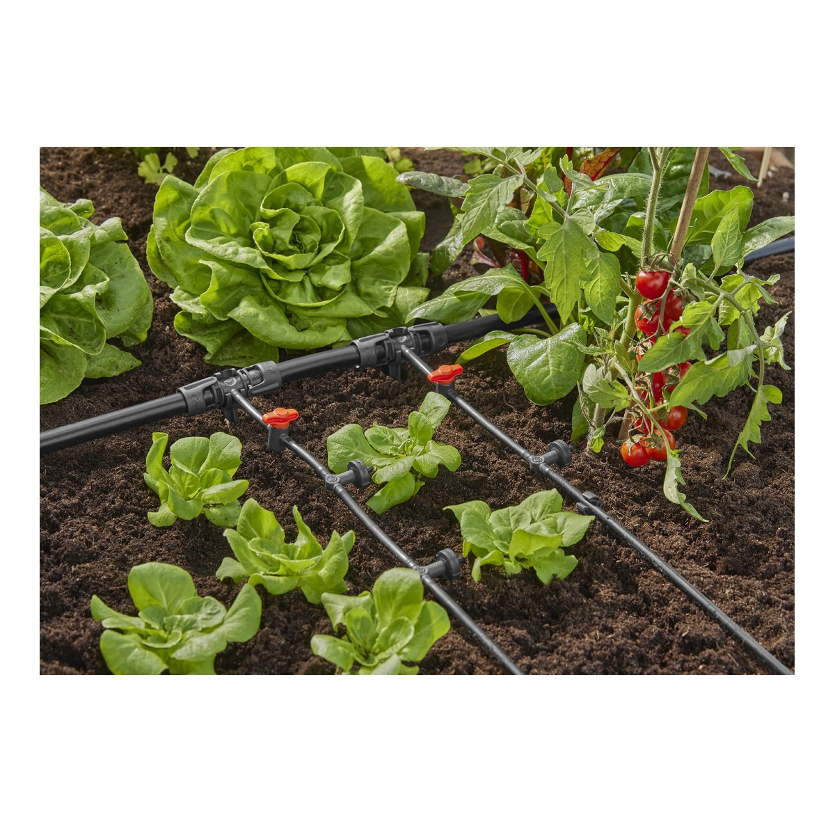 Bewässerungssystem mit Tropfschläuchen in einem Garten mit Salat und Tomaten.
