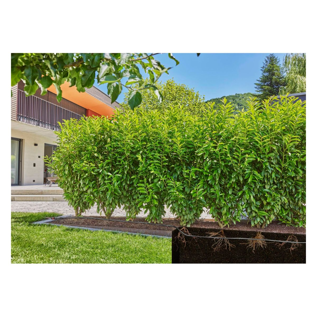 Grüne Hecke mit sichtbaren Wurzeln, Haus und Rasen im Hintergrund.