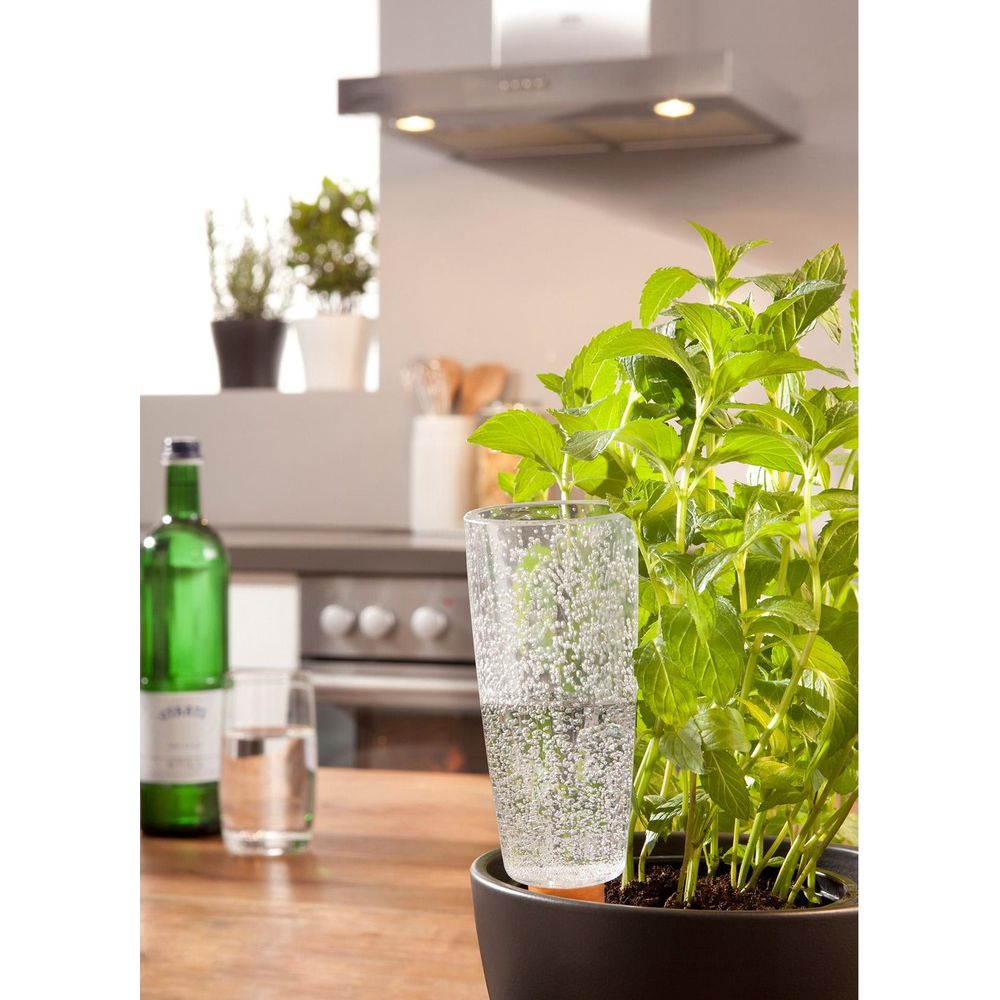 Ein grüner Minztopf mit Bewässerungsglas auf einem Holztisch.