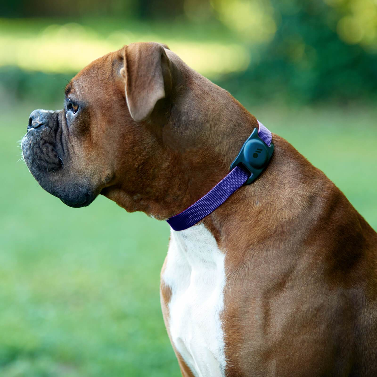Brauner Boxer Hund mit weißer Brust, trägt ein lila Halsband mit blauem Gerät.