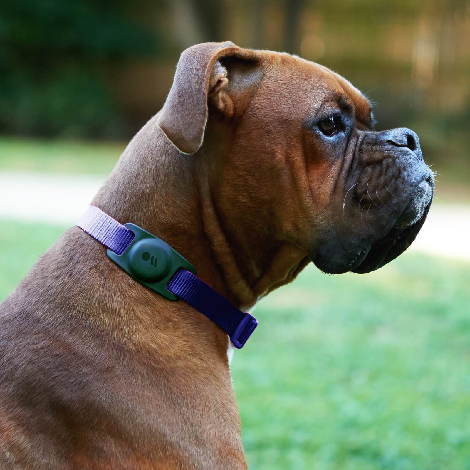 Ein brauner Boxer mit einem violetten Halsband und einem grünen Gerät.
