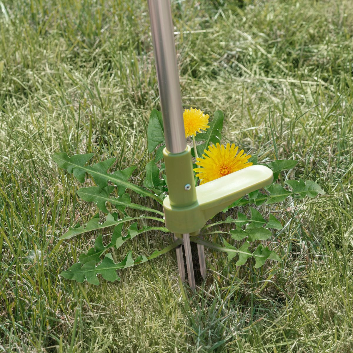 A three-pronged weed puller tool in grass next to two dandelion flowers.