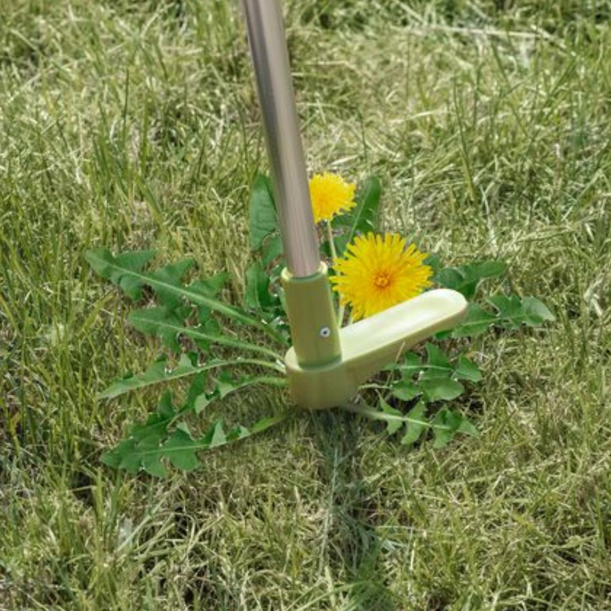 A dandelion weeder tool stands in a grassy field.