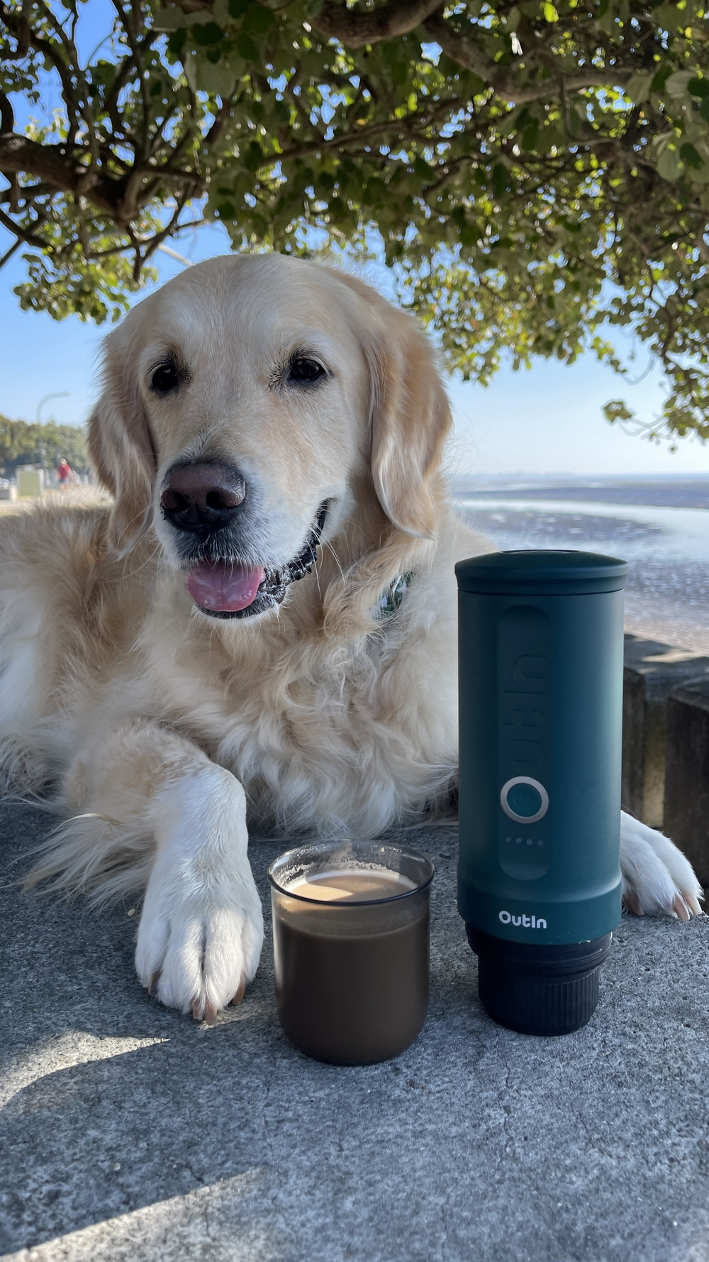 Un golden retriever yace junto a una taza de café y un vaso verde en la playa.