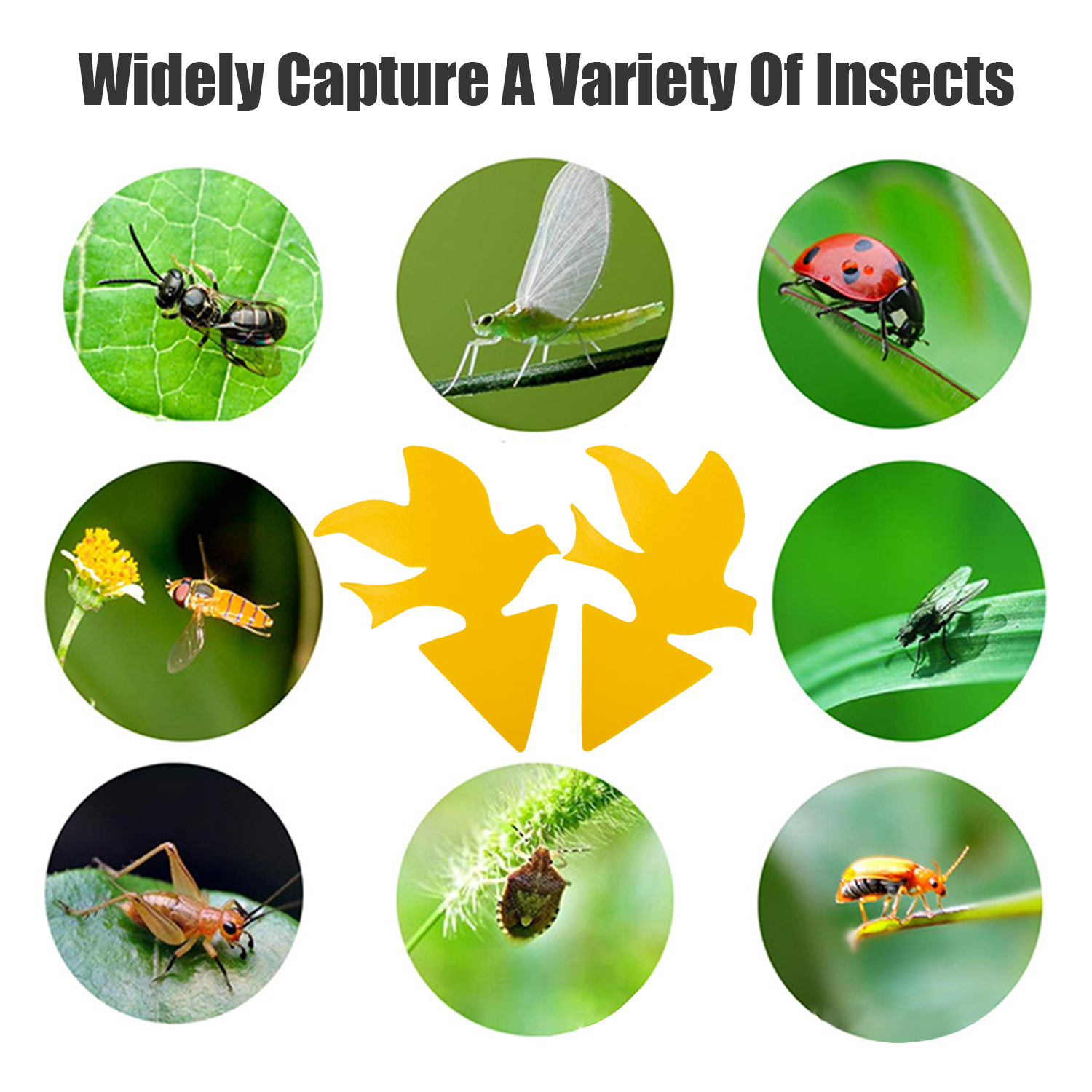 Collage von Insekten: Biene, Eintagsfliege, Marienkäfer, Schwebfliege, Fliege, Grashüpfer, Stinkwanze, Käfer.