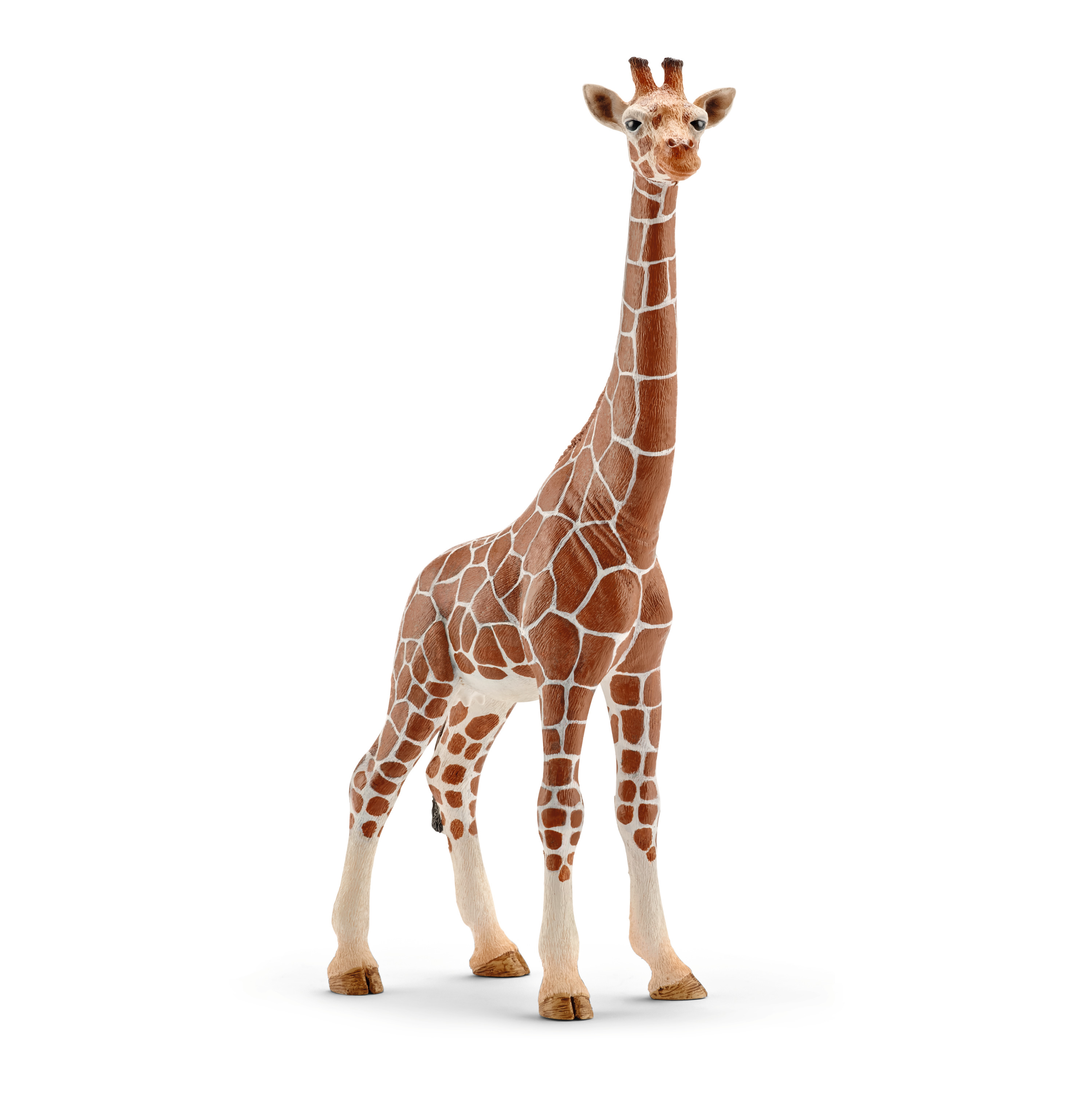 Eine braun-weiße Giraffe steht aufrecht, ihr Körper ist mit unregelmäßigen Flecken bedeckt.