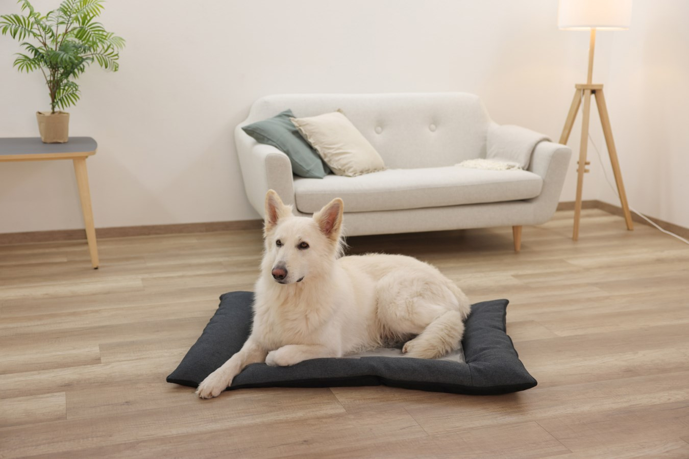 A white dog lies on a dark dog bed in a living room.