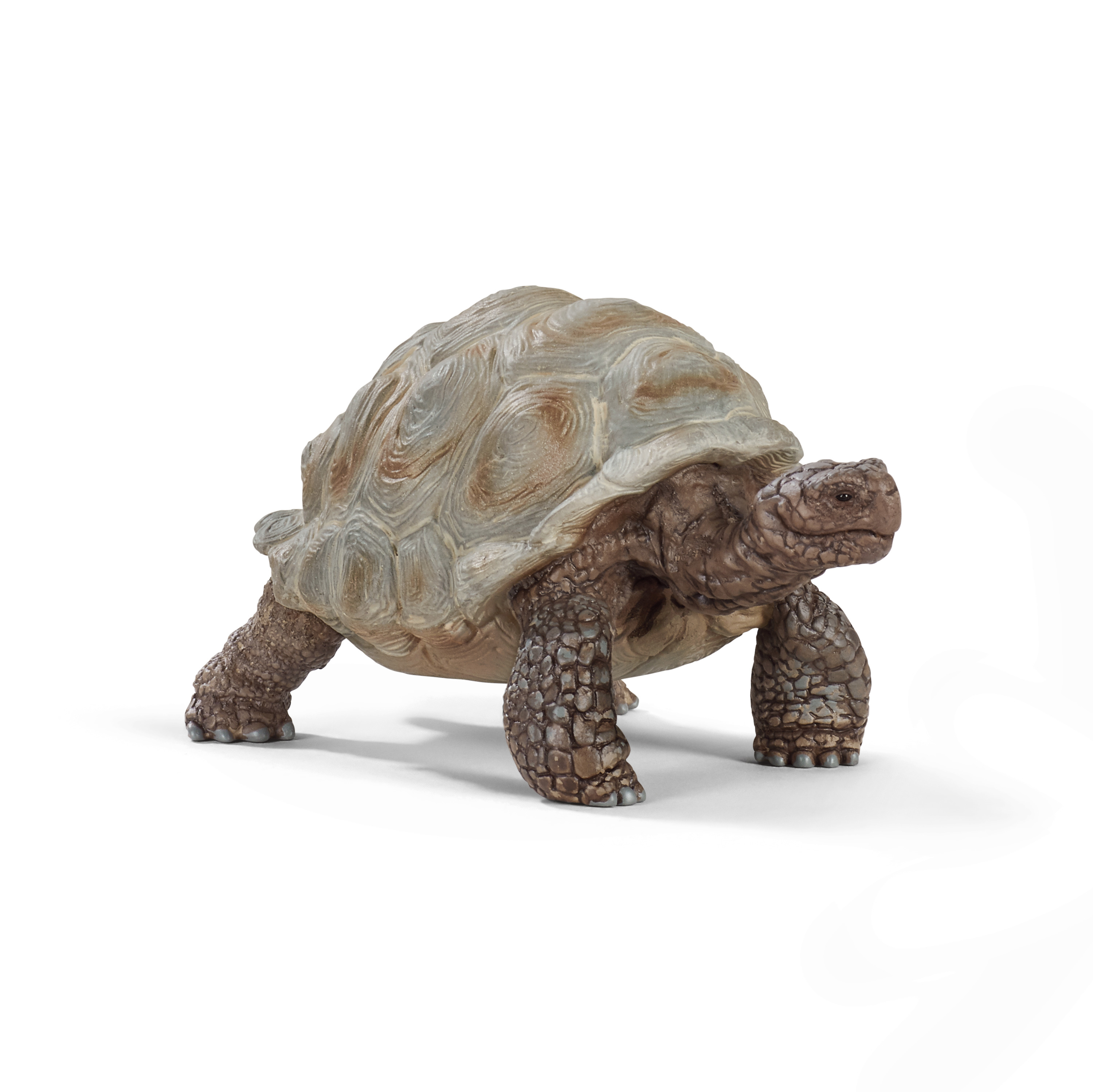 Eine Schildkröte mit einem gemusterten Panzer und schuppigen Beinen auf weißem Grund.
