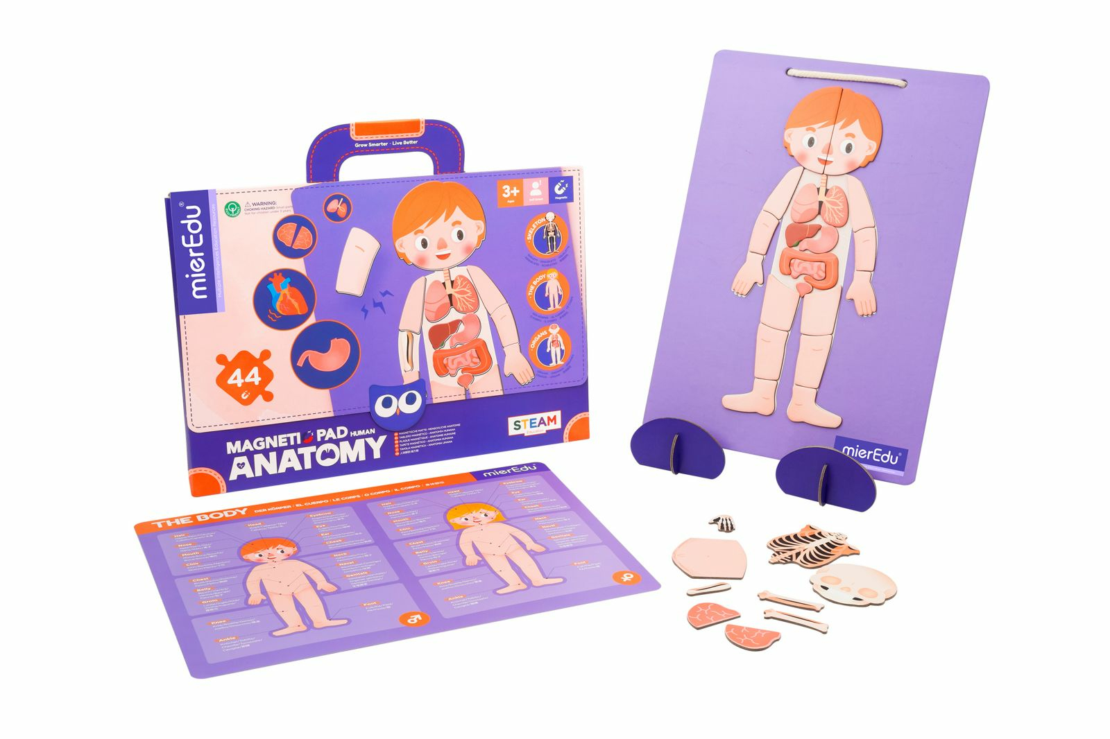 Anatomie-Spielzeug: Koffer, Tafel mit menschlichem Körper und Organen, Lernposter.