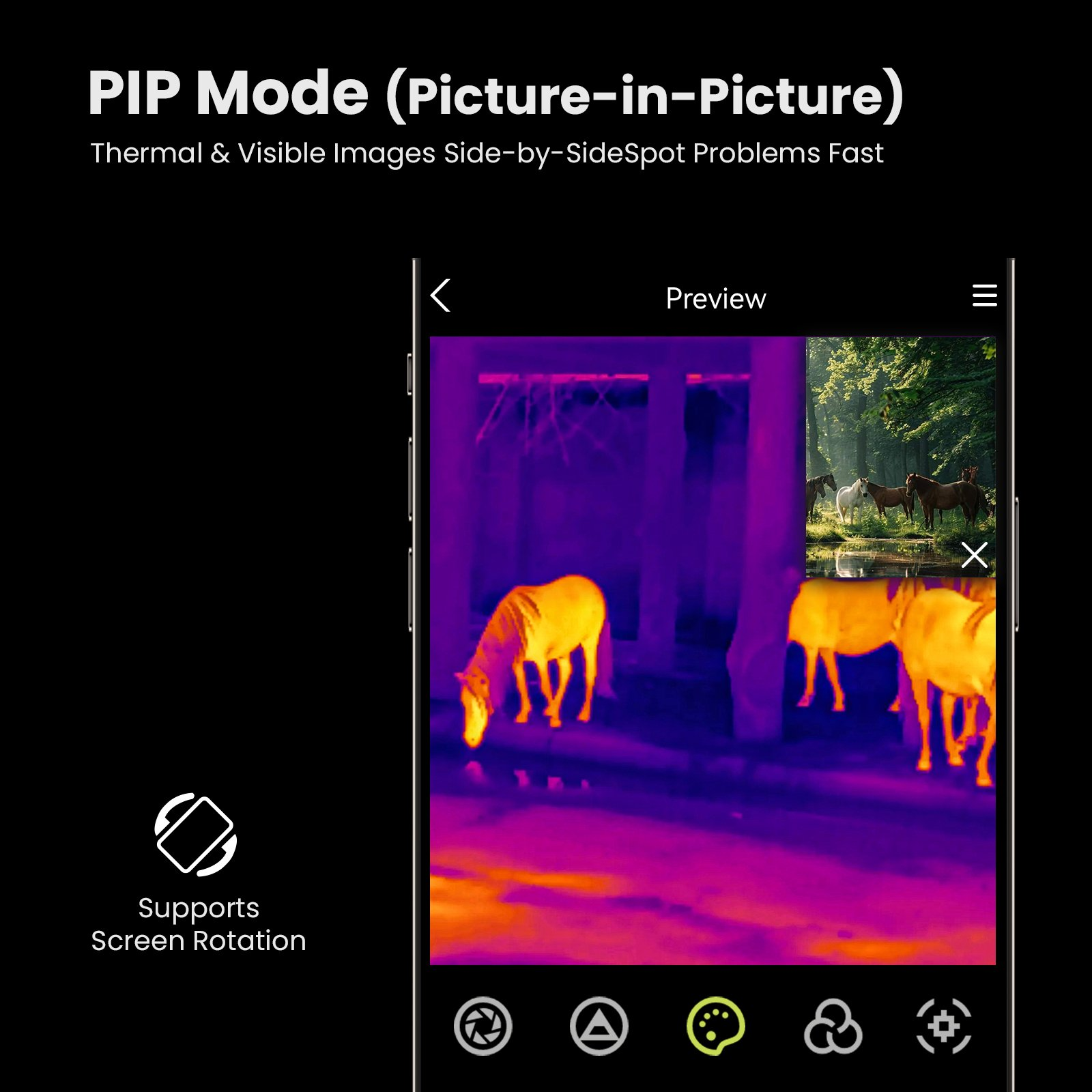 Termocamera mostra cavalli, picture-in-picture con cavalli visibili.