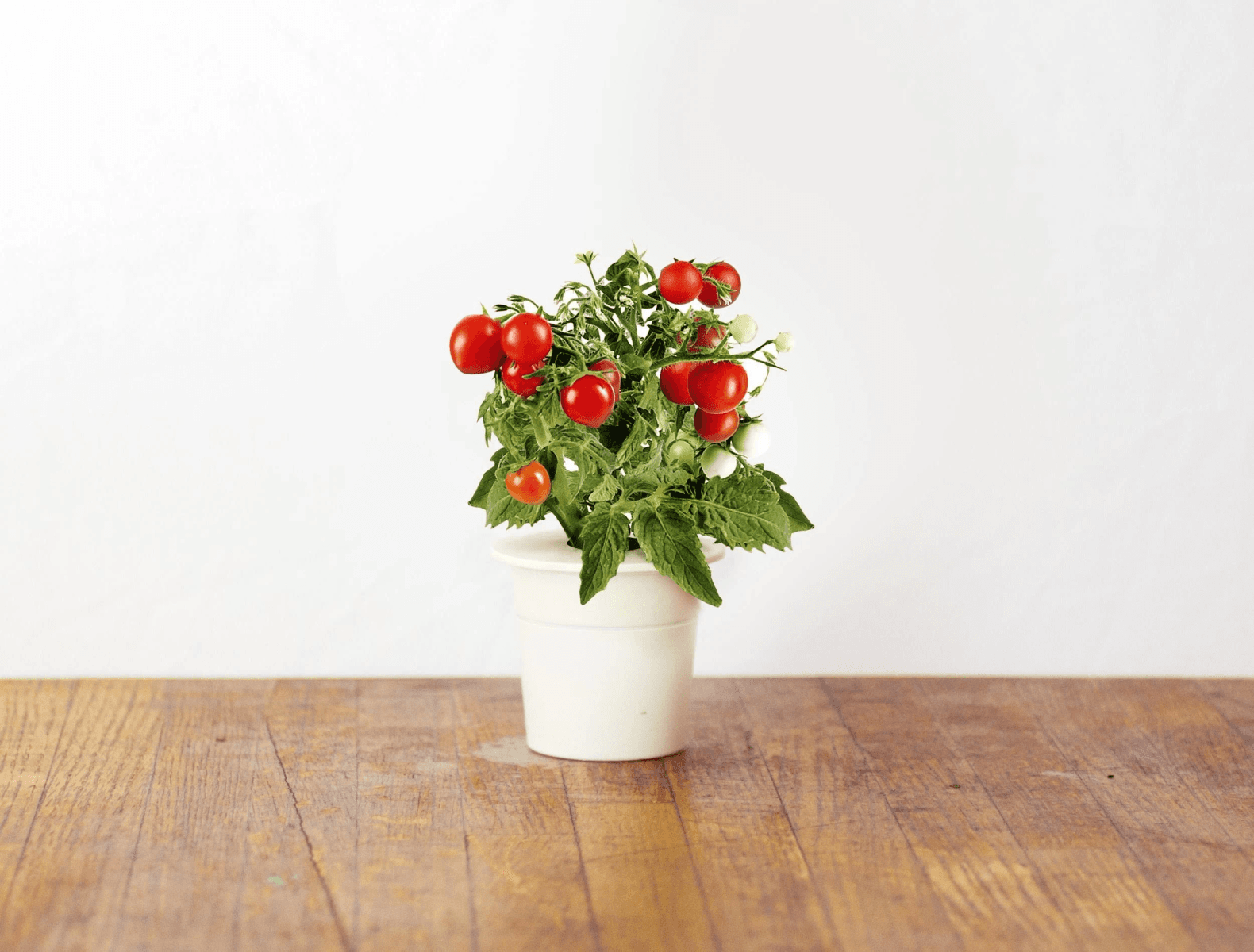 Una maceta pequeña con una planta de tomate sobre una mesa de madera.