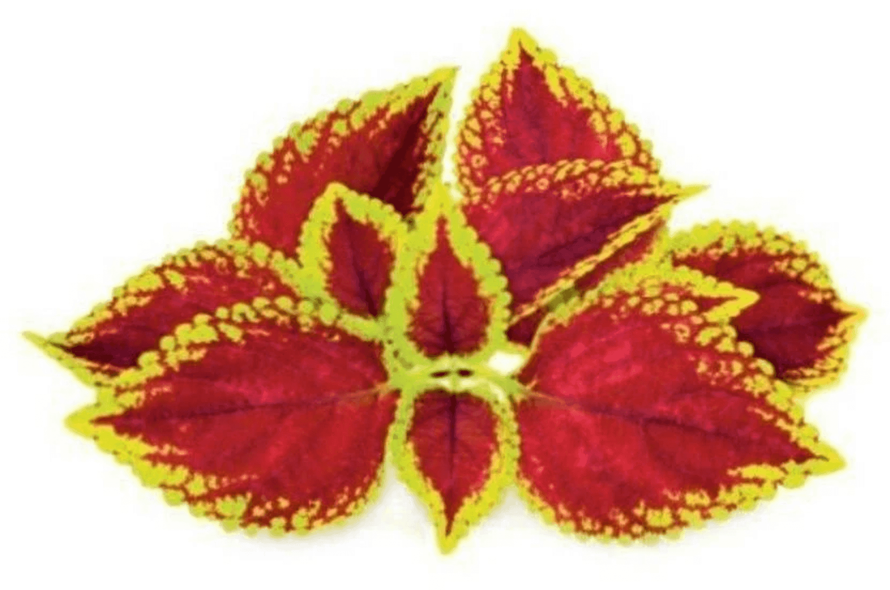 Hojas rojas con borde amarillo sobre fondo blanco.