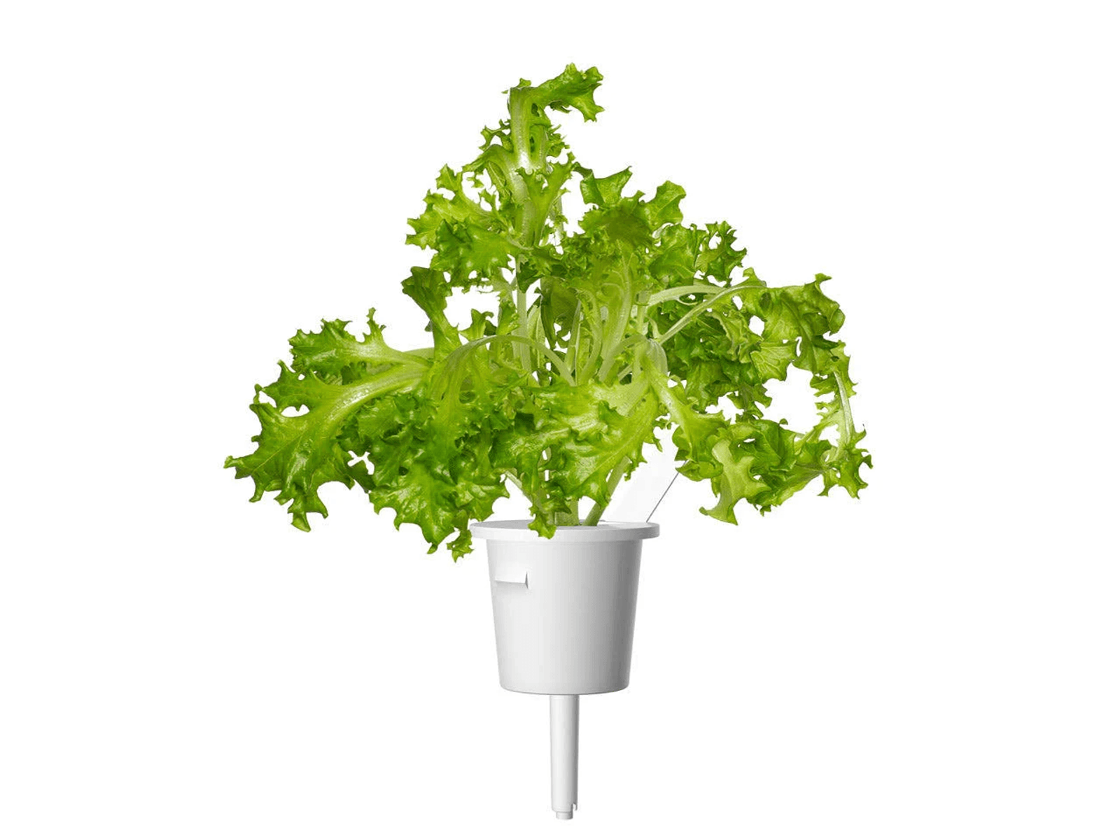 Una lechuga verde en una maceta blanca sobre fondo blanco.