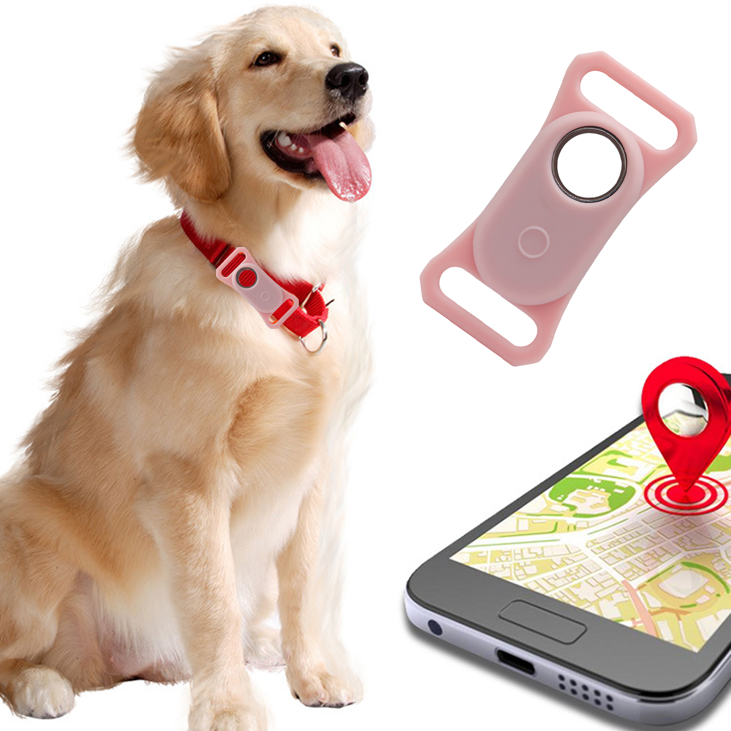 Goldener Retriever mit rotem Halsband, rosa Anhänger, Smartphone mit Karte und Standort.