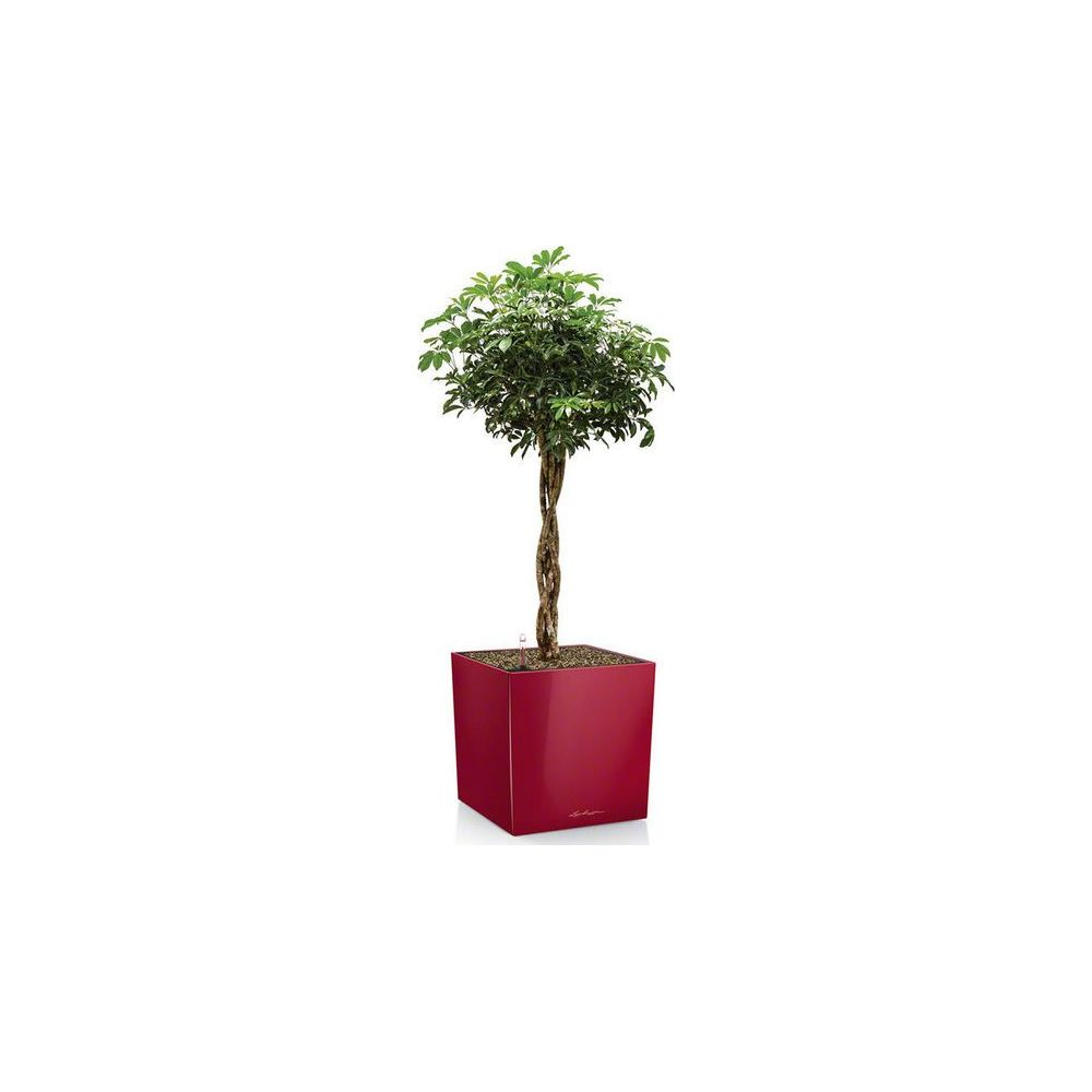 Un albero attorcigliato in un vaso cubo rosso su sfondo bianco.