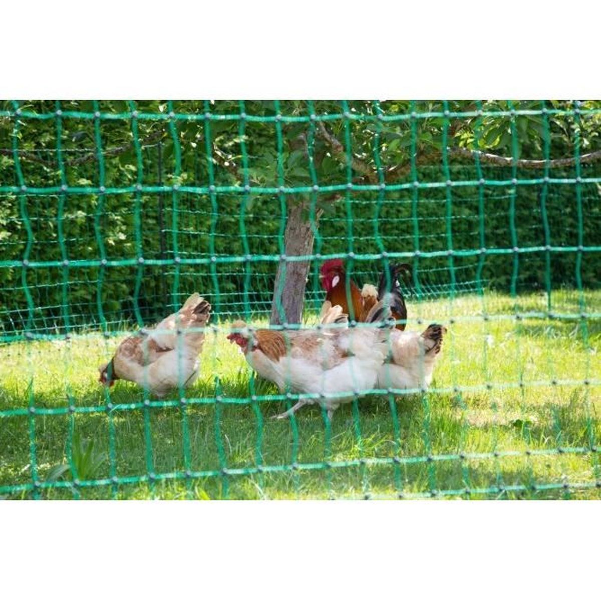 Galline su un prato verde dietro una recinzione con alberi sullo sfondo.