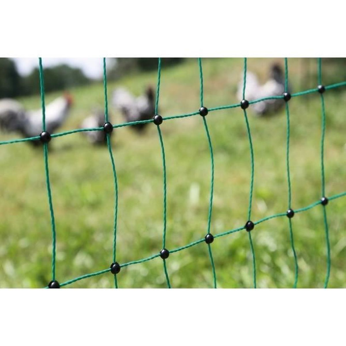 Rete verde con perline nere davanti a polli sull'erba.