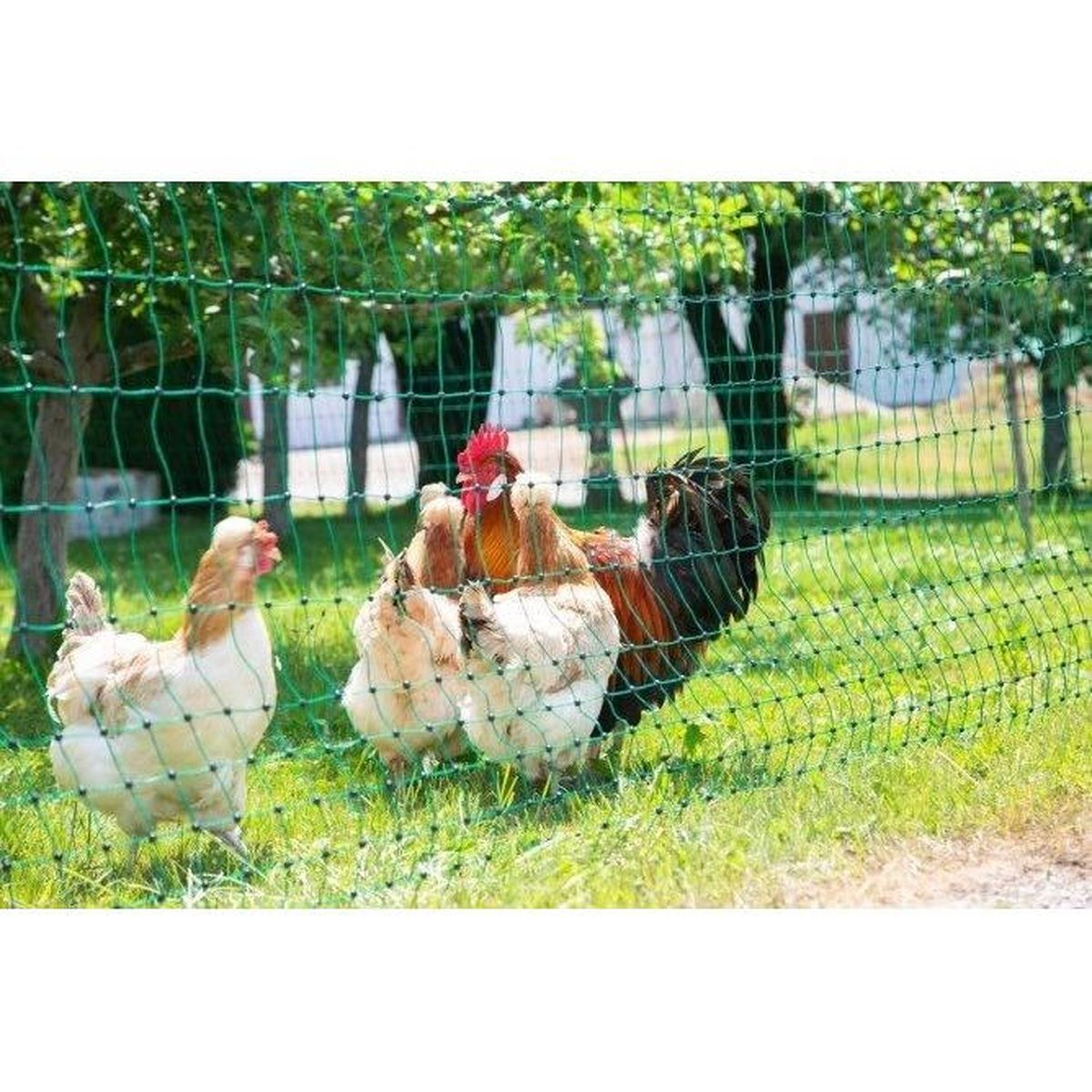 Galline e un gallo stanno sull'erba verde dietro una recinzione a rete verde.