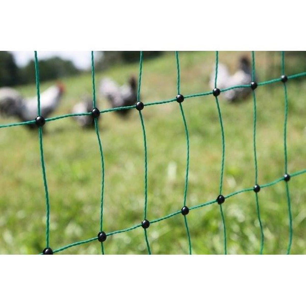 Una rete verde con nodi neri di fronte a un prato sfocato con polli.