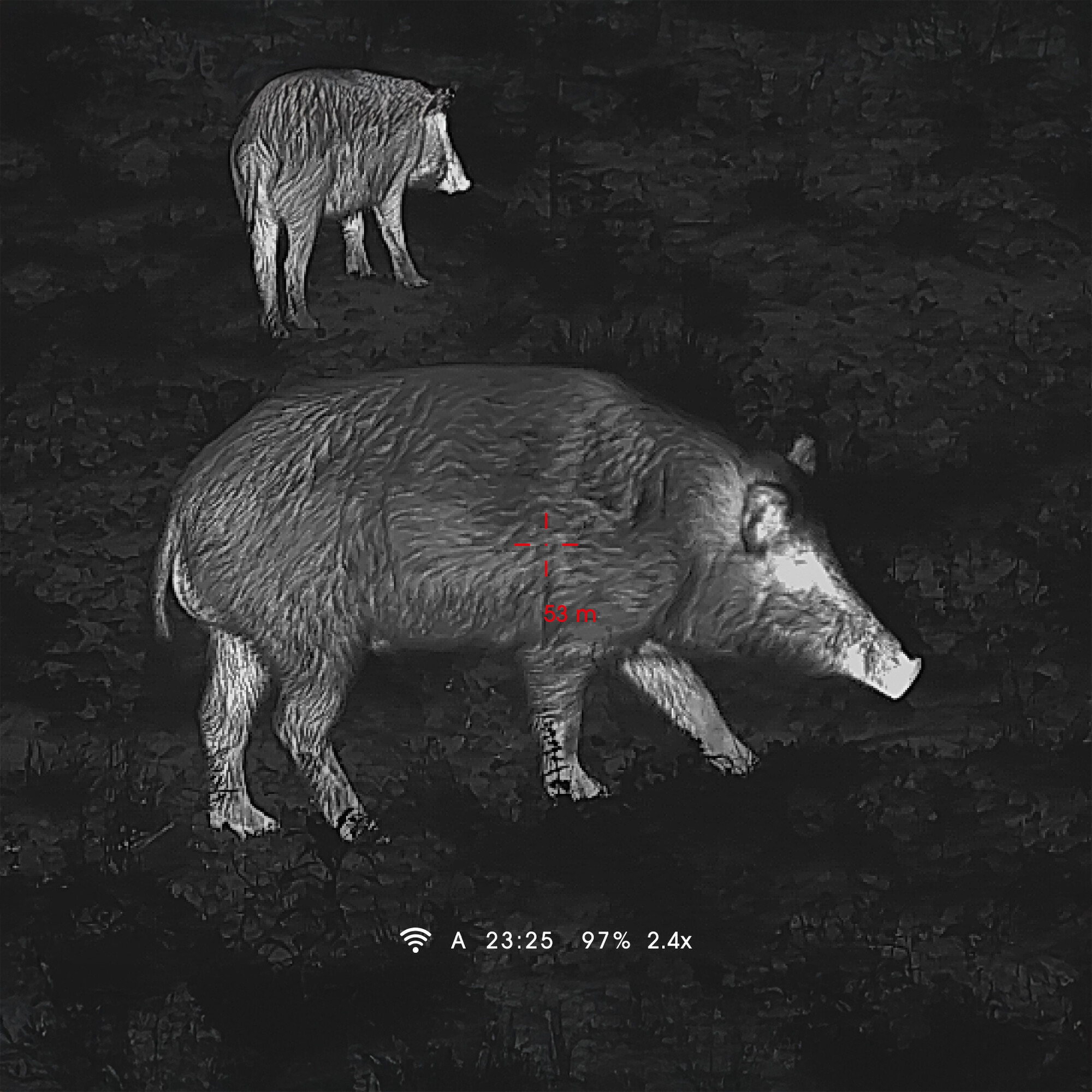 Zwei Wildschweine im Dunkeln, eines mit Zielkreuz und Entfernungsanzeige.