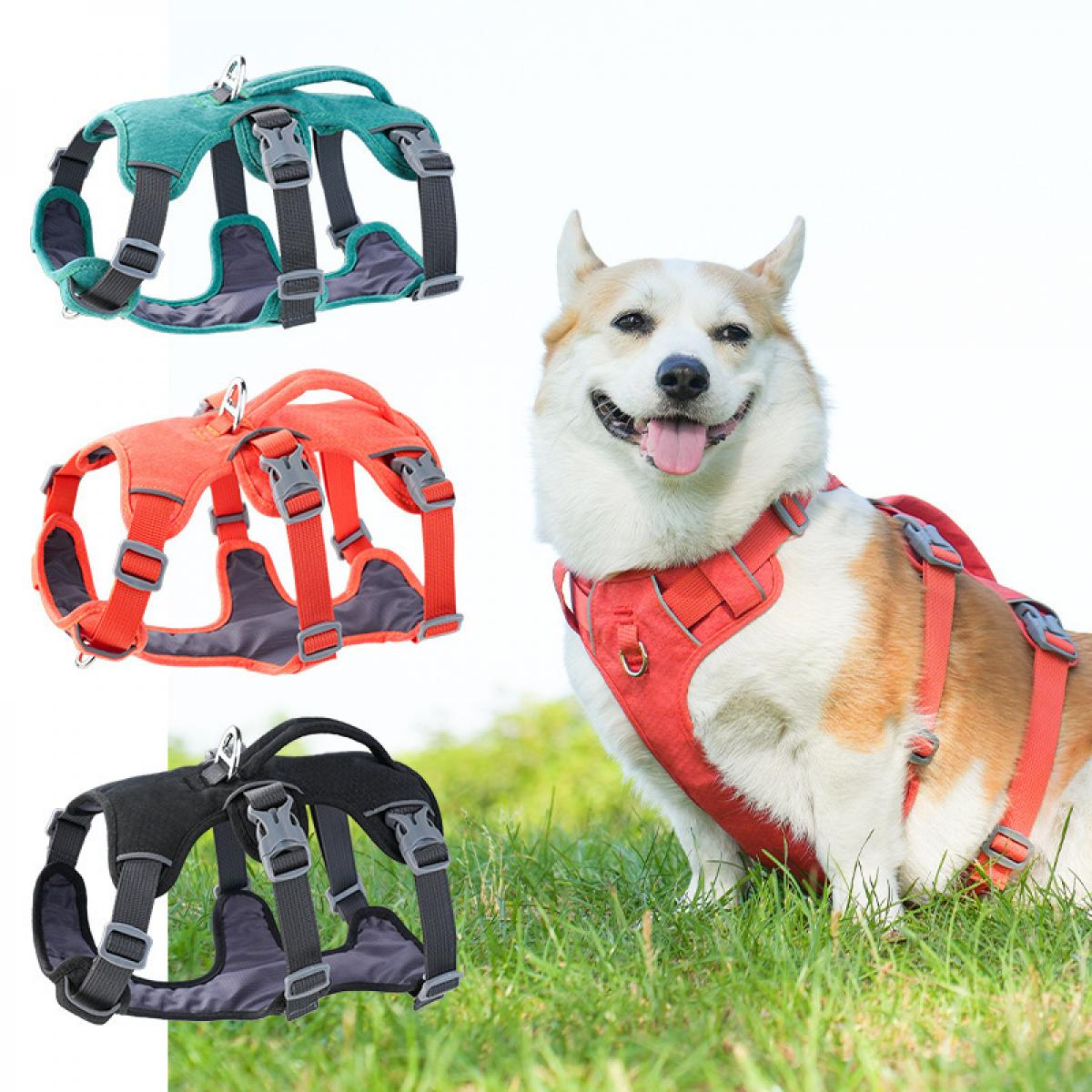 Ein Corgi trägt ein rotes Hundegeschirr. Daneben sind grüne, orange und schwarze Geschirre abgebildet.