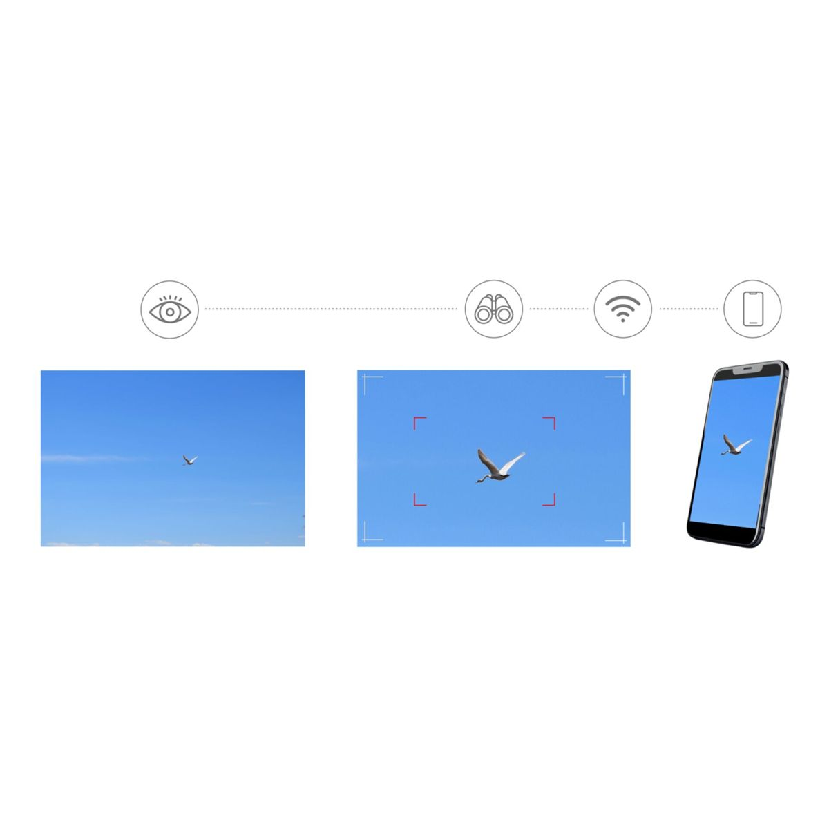 Vogel im Flug, durch Fernglas und Handy gezeigt.
