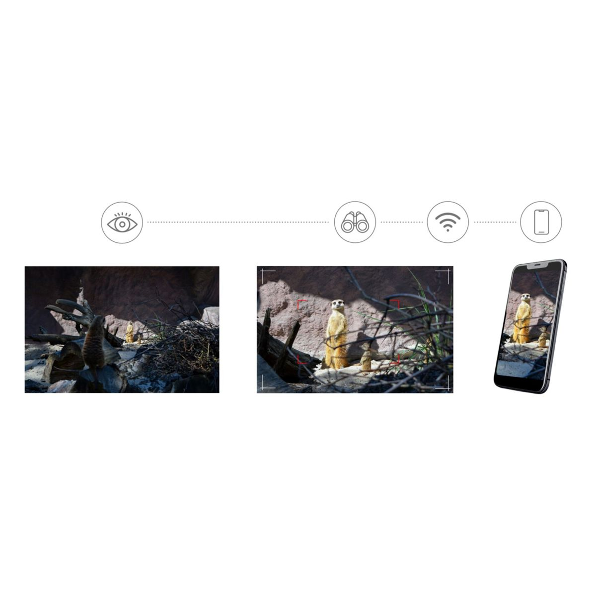 Drei Bilder zeigen Erdmännchen: eines natürlich, eines mit Fokusrahmen und eines auf einem Smartphone-Bildschirm.