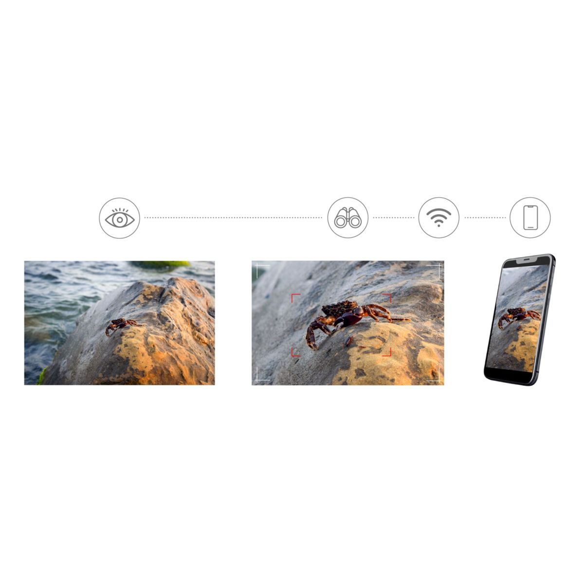 Ein Krebs sitzt auf einem Stein am Wasser, Nahaufnahme und Handybild.