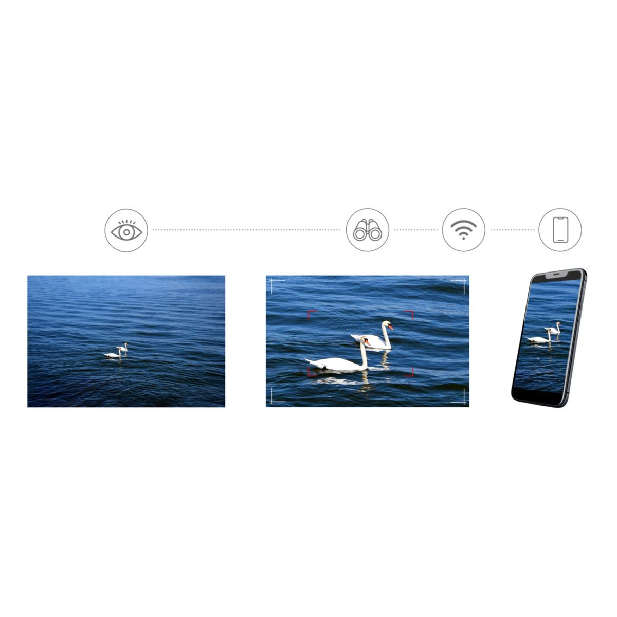 Zwei Schwäne schwimmen auf blauem Wasser, mit Icons für Auge, Fernglas, WLAN und Handy.