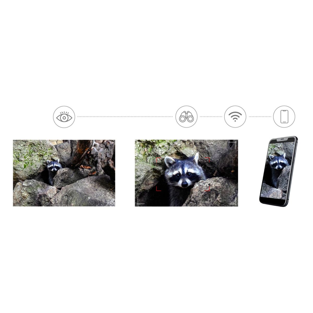 Ein Waschbär versteckt sich in Felsen. Nahaufnahme und Handy-Ansicht.