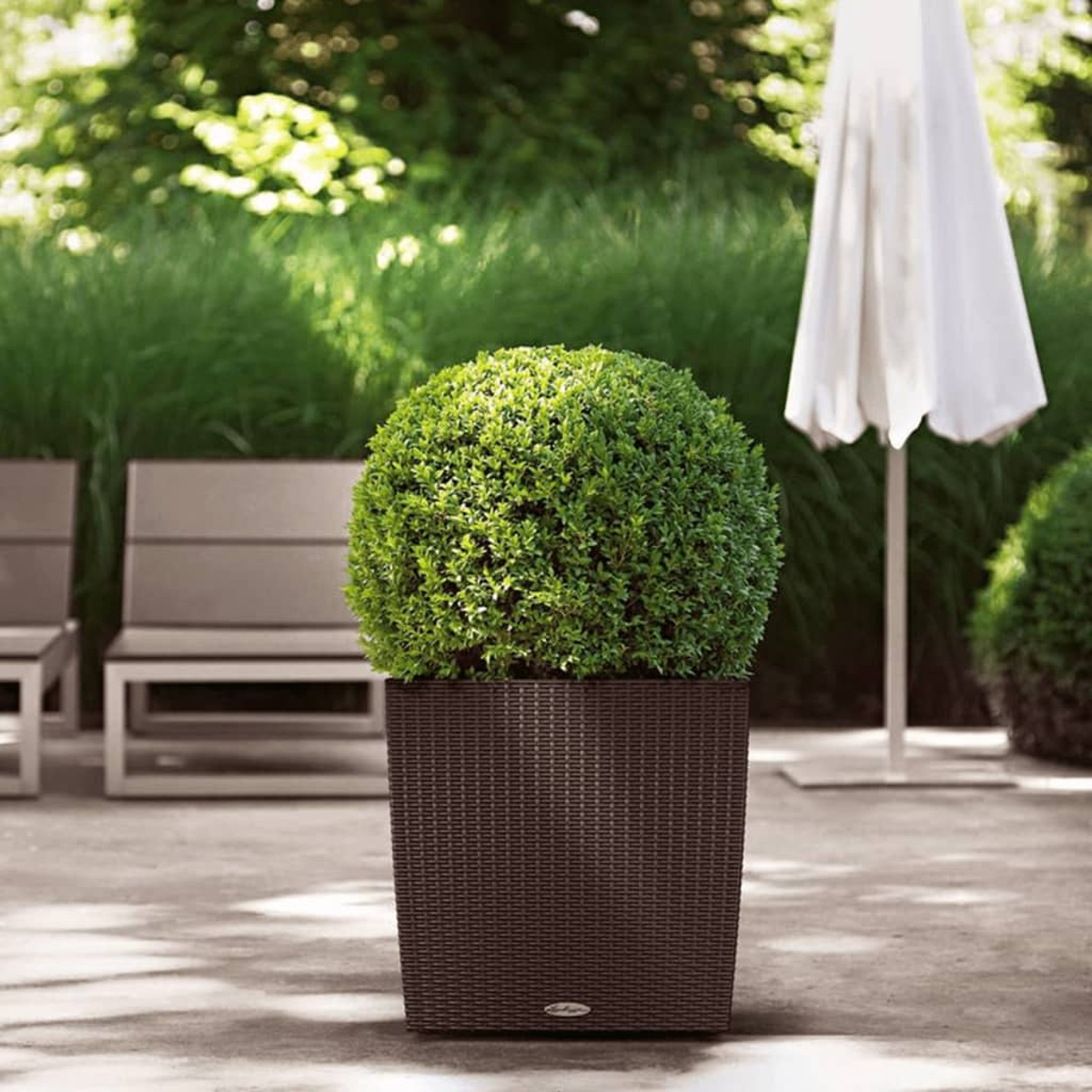 Un buis rond dans une jardinière foncée sur une terrasse.