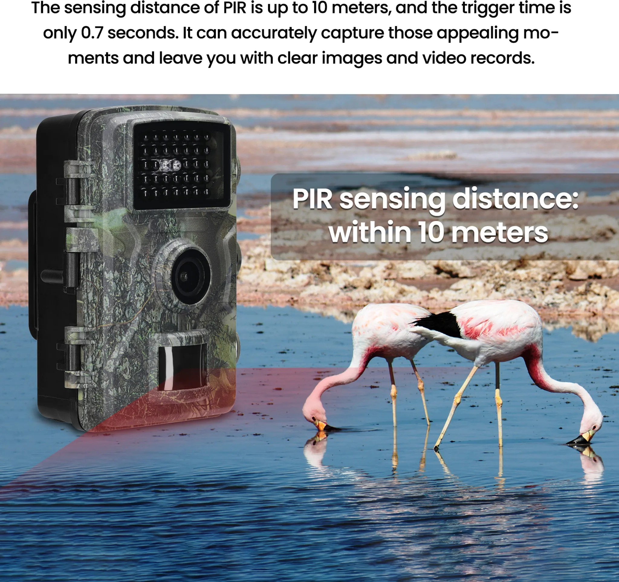 Eine Wildkamera erfasst Flamingos im Wasser, mit rotem Sensorlicht.