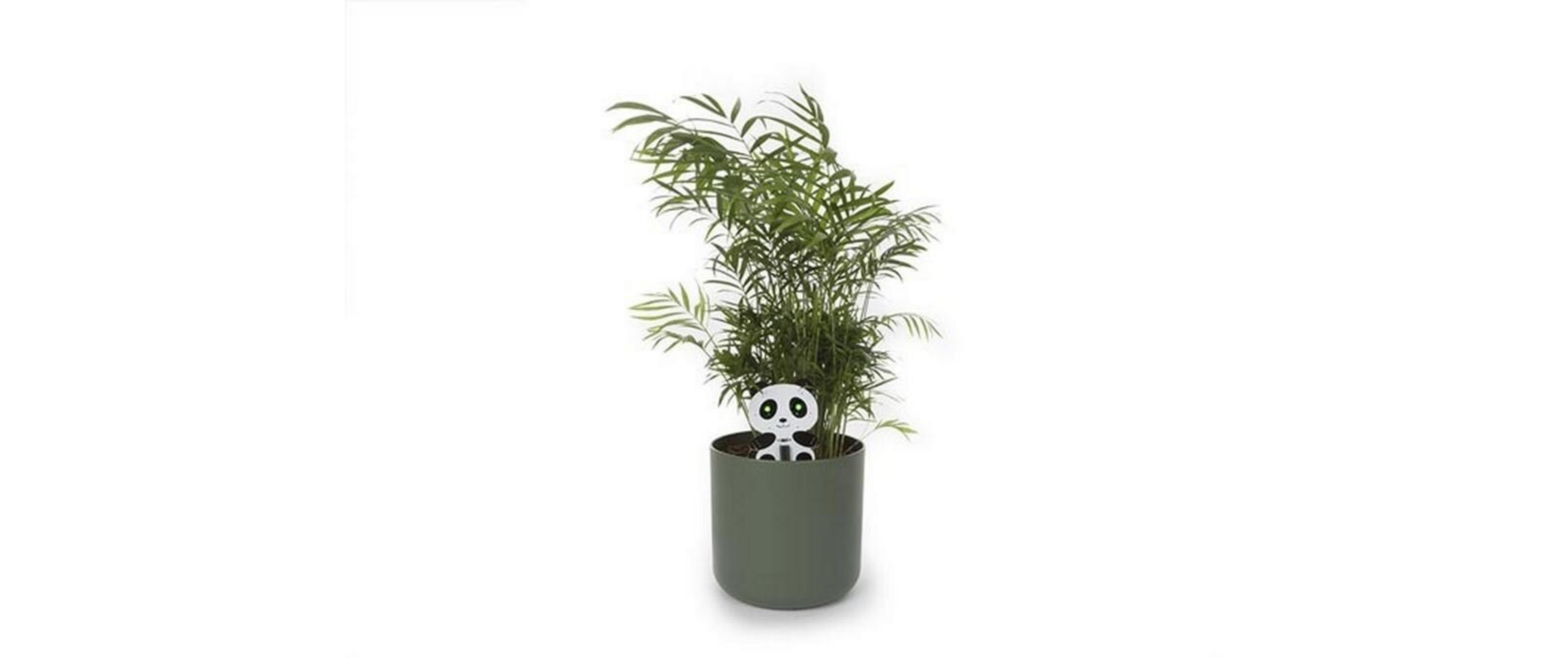 Grüne Pflanze mit Panda-Dekoration in einem grauen Topf.