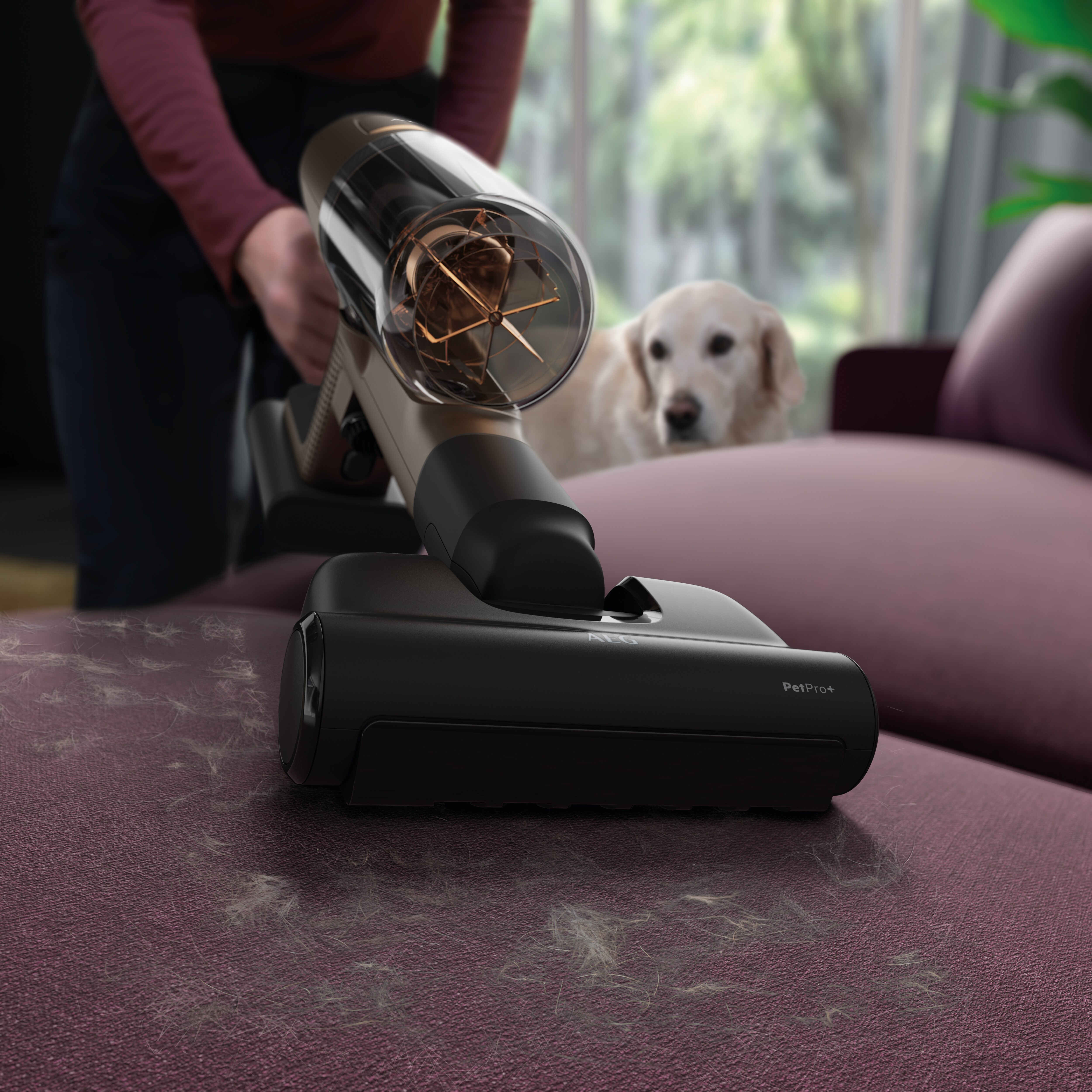 Una aspiradora limpia una alfombra morada, un perro observa.