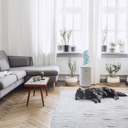 Ein Hund liegt auf einem Teppich in einem Wohnzimmer neben einem Luftreiniger.