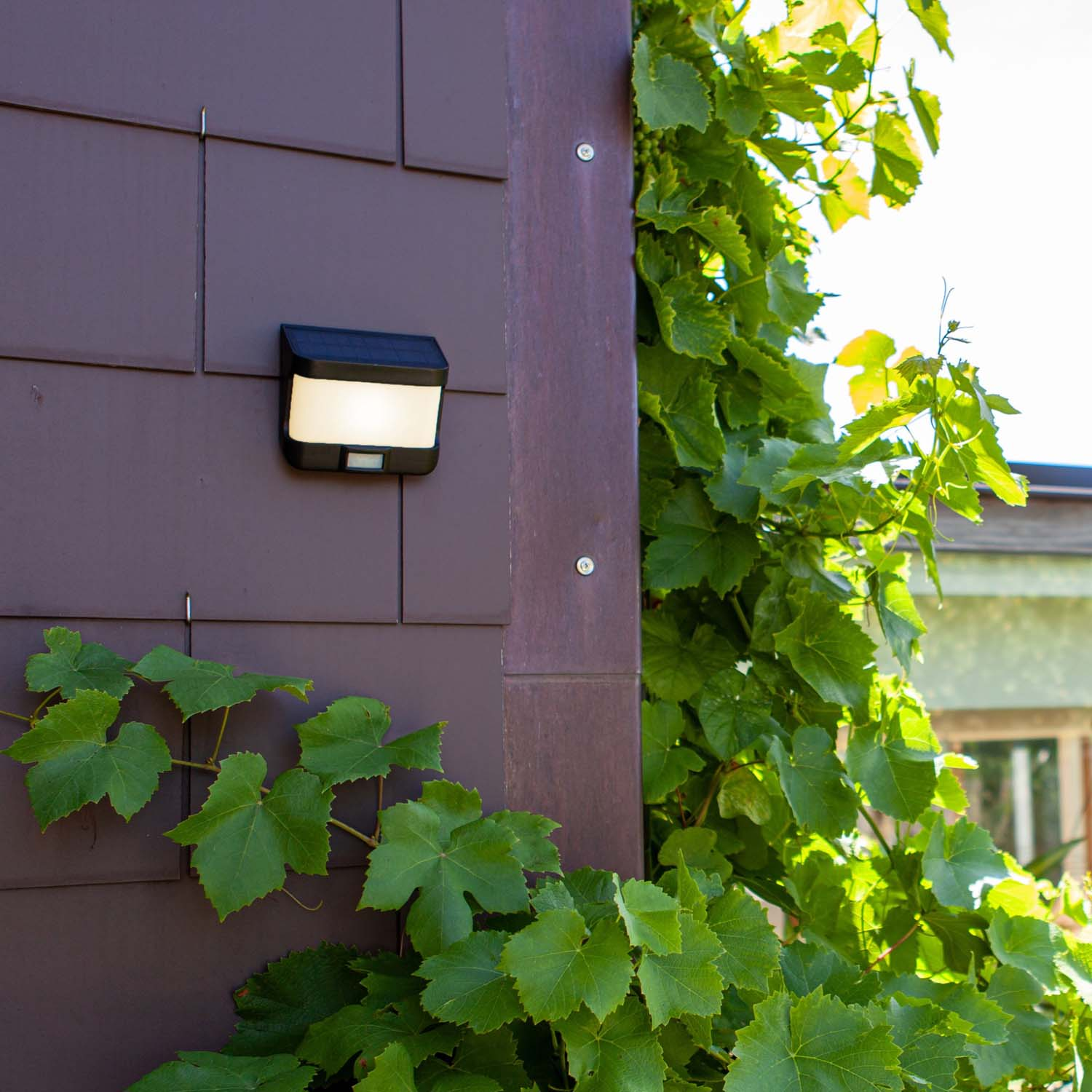Ein Solarleuchter an einer braunen Hauswand, umgeben von grünen Weinreben.