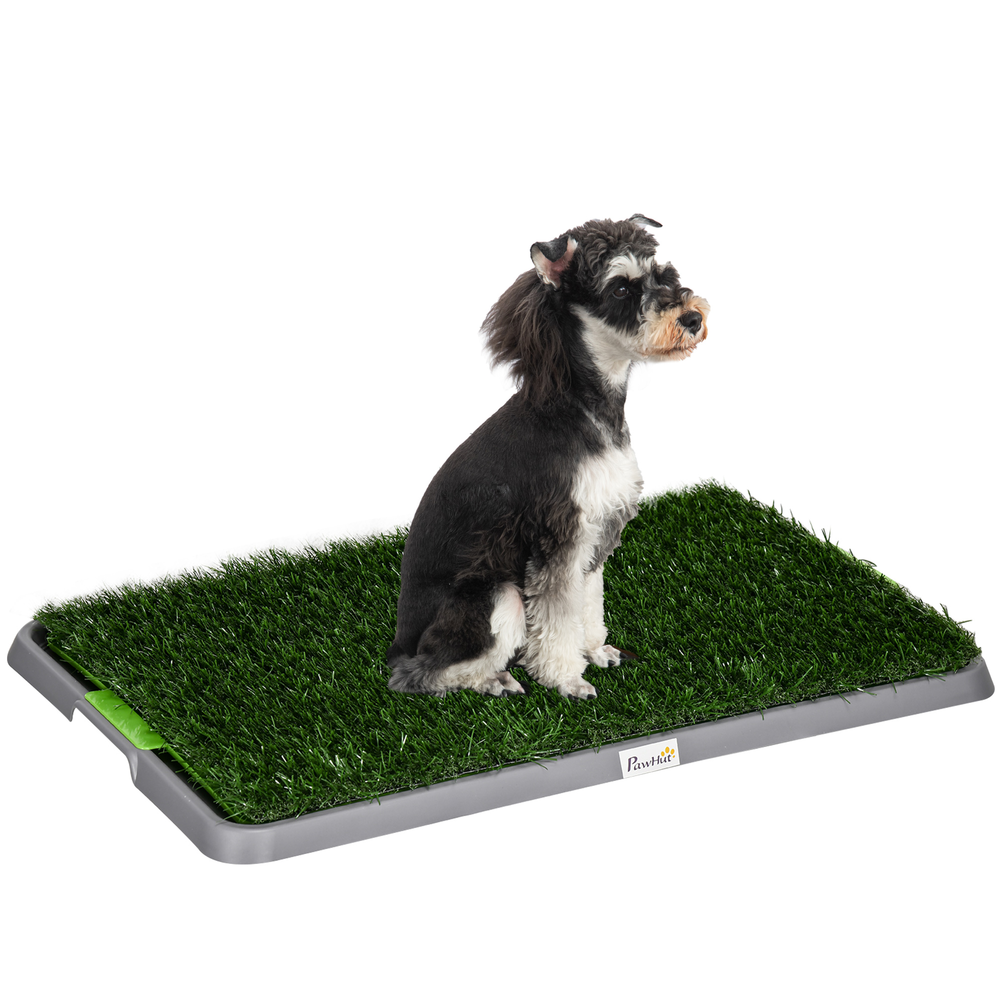 Uno schnauzer nano siede su un tappeto erboso artificiale in un vassoio grigio.