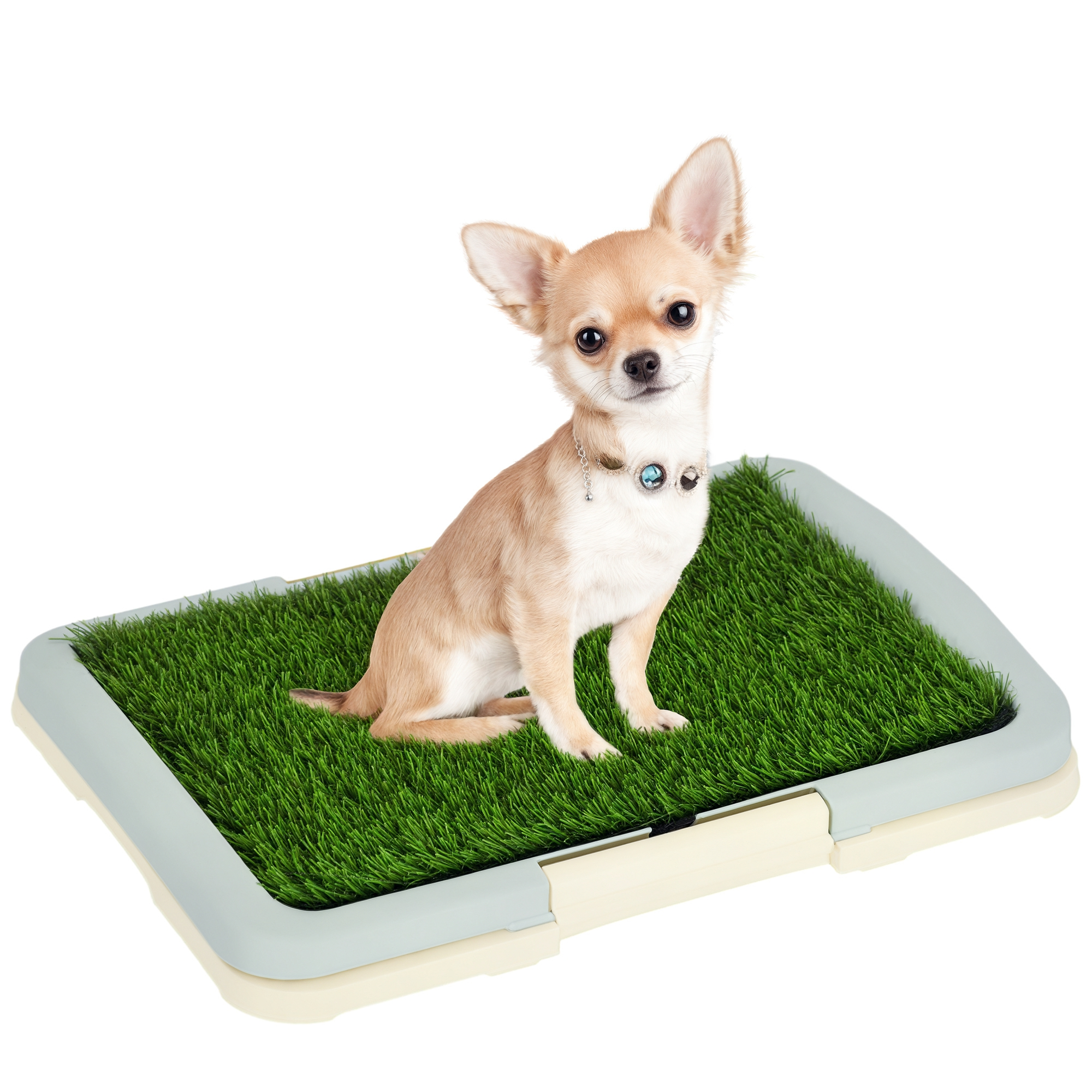 Un chihuahua siede sull'erba artificiale in un tappetino igienico.