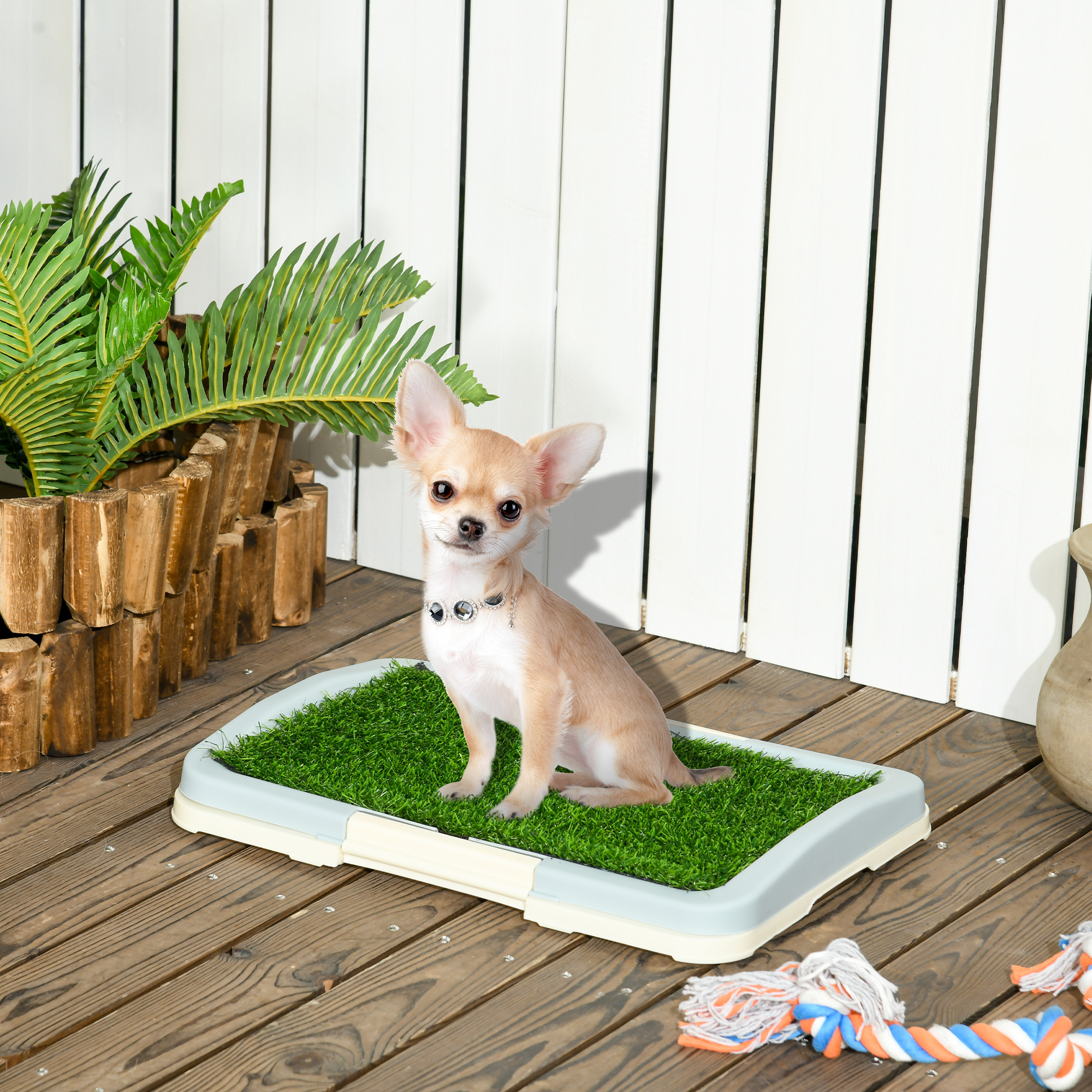 Un chihuahua color chiaro siede su un tappeto erboso artificiale con giocattoli in primo piano.