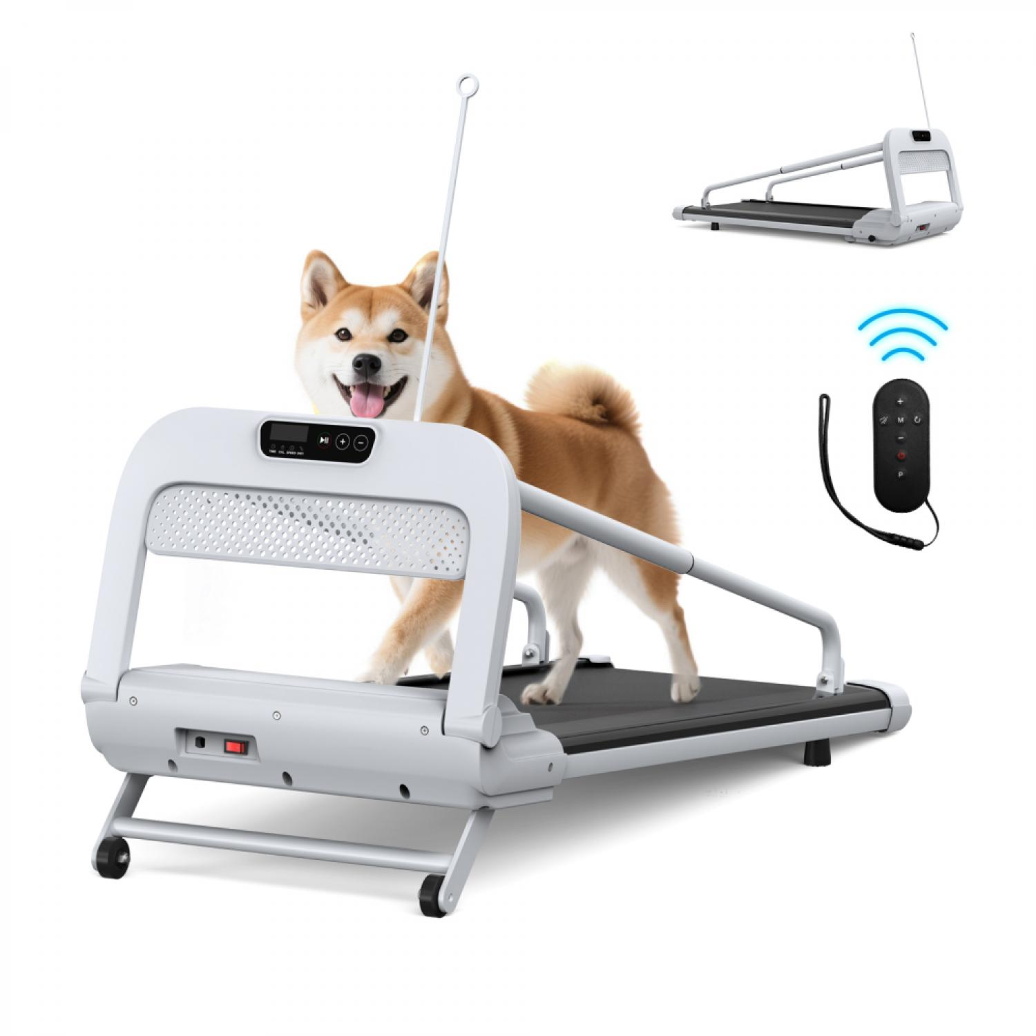 Ein Shiba Inu Hund auf einem weißen Laufband mit Fernbedienung.