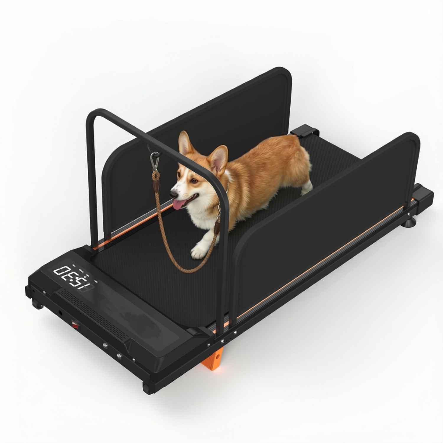 Ein Corgi läuft auf einem Laufband mit Leine. Das Laufband hat eine Digitalanzeige.