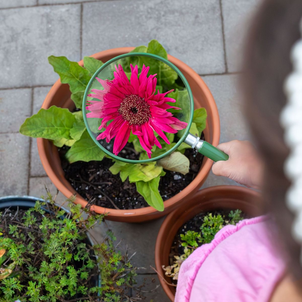 Eine Person betrachtet eine pinke Blume durch eine Lupe in einem Blumentopf.