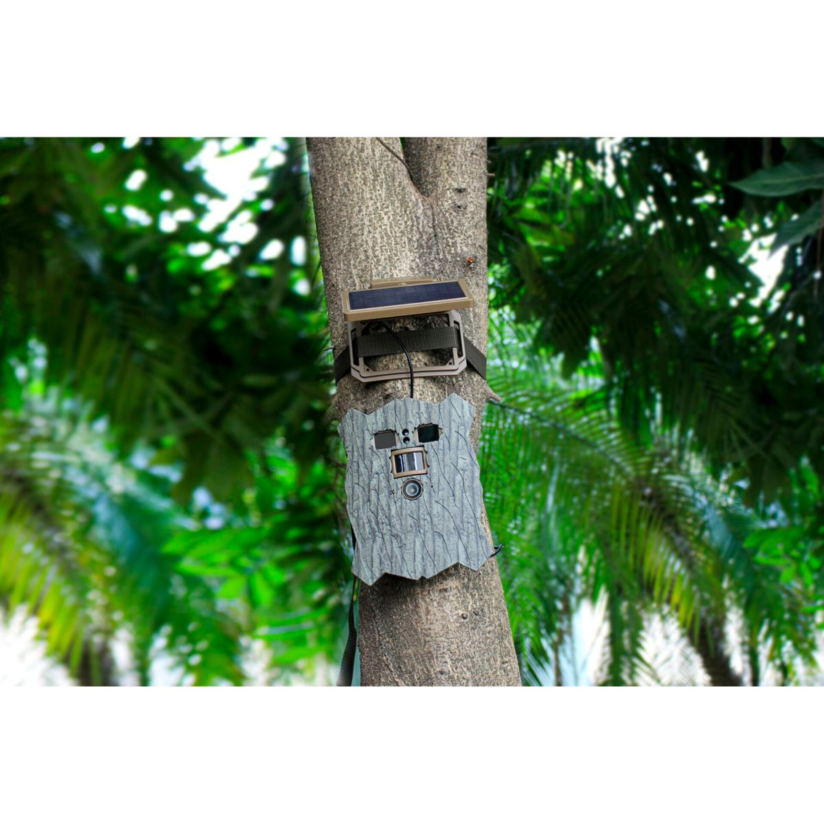 Eine Überwachungskamera mit Solarpanel ist an einem Baum befestigt.