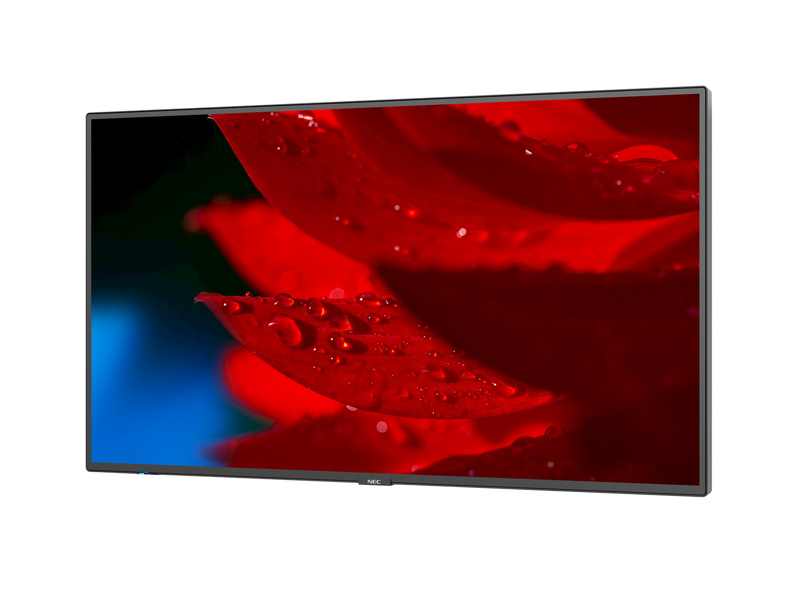 Una pantalla NEC muestra un macro de una flor roja con gotas de agua.