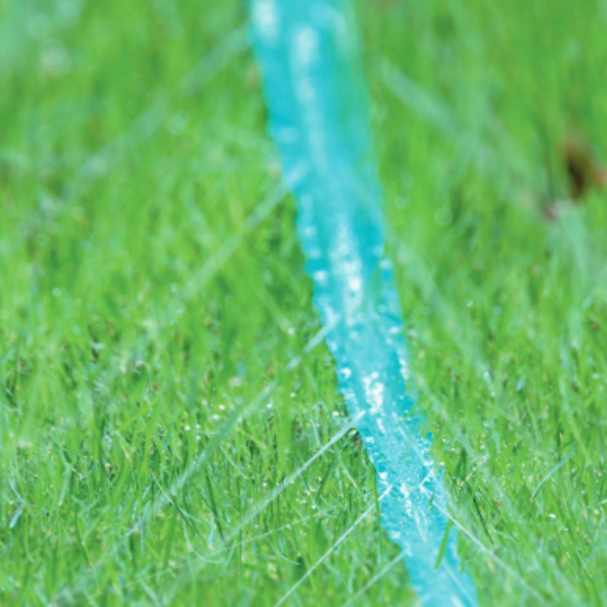 A bright blue hose lies on vivid green grass.