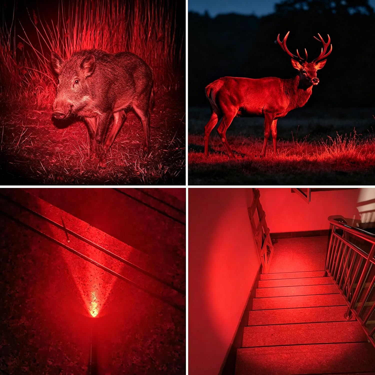 Ein Wildschwein im roten Licht, ein Hirsch im roten Licht, eine rote Taschenlampe, eine Treppe im roten Licht.